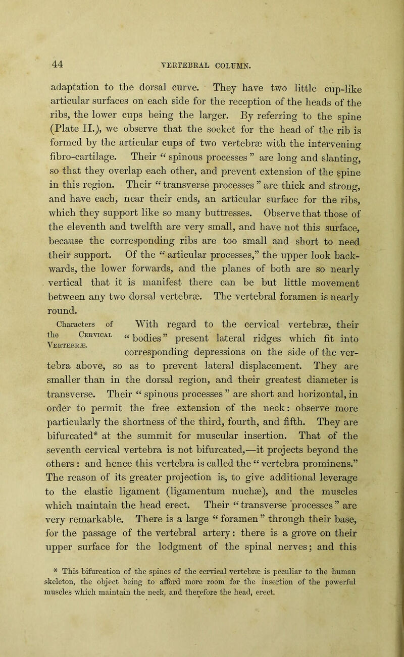 adaptation to the dorsal curve. They have two little cup-like articular surfaces on each side for the reception of the heads of the ribs, the lower cups being the larger. By referring to the spine (Plate II.), we observe that the socket for the head of the rib is formed by the articular cups of two vertebrae with the intervening fibro-cartilage. Their “ spinous processes ” are long and slanting, so that they overlap each other, and prevent extension of the spine in this region. Their “ transverse processes ” are thick and strong, and have each, near their ends, an articular surface for the ribs, which they support like so many buttresses. Observe that those of the eleventh and twelfth are very small, and have not this surface, because the corresponding ribs are too small and short to need their support. Of the “ articular processes,” the upper look back- wards, the lower forwards, and the planes of both are so nearly vertical that it is manifest there can be but little movement between any two dorsal vertebras. The vertebral foramen is nearly round. Characters of With regard to the cervical vertebrae, their the Ceevical «bodies ” present lateral ridges which fit into corresponding depressions on the side of the ver- tebra above, so as to prevent lateral displacement. They are smaller than in the dorsal region, and their greatest diameter is transverse. Their “ spinous processes ” are short and horizontal, in order to permit the free extension of the neck: observe more particularly the shortness of the third, fourth, and fifth. They are bifurcated* at the summit for muscular insertion. That of the seventh cervical vertebra is not bifurcated,—it projects beyond the others : and hence this vertebra is called the “ vertebra prominens.” The reason of its greater projection is, to give additional leverage to the elastic ligament (ligamentum nuchae), and the muscles which maintain the head erect. Their “ transverse 'processes ” are very remarkable. There is a large “ foramen ” through their base, for the passage of the vertebral artery: there is a grove on their upper surface for the lodgment of the spinal nerves; and this * This bifurcation of the spines of the cervical vertebrae is peculiar to the human skeleton, the object being to afford more room for the insertion of the powerful muscles which maintain the neck, and therefore the head, erect.