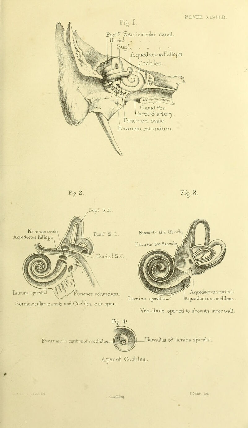 PLATE XLVIll.D. V P V Pogt? 5 erru circular cai;ia]. ■ I uctus F iJlo pn. ea. CajiaJl f®or artery. Pora_rneTx ovale. Forajnen. rotu n 61U tn. Eg. 2. \ 1- Fib.3. Hori.z 1 S-C Lamina spiralis oraTnen rotutTclum,. Semicircular canals ancl CoeLlea. cut ope> SupF S-C- ioramen Aqueductus lallopu Post'' SC. Fossa TO the Aqueduct us vest i bul i. Lamina spiralis—^ Aquecluctus cocKleje. Vestibule opened to sLowits inner wall. poraiTien in centreof modiolus .Hamulus oF lamina spiralis. Apevof CocLiea. S n-mll. Imp r God»r*. Litt