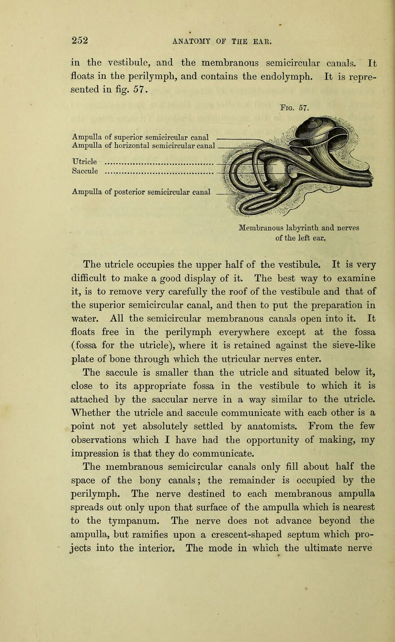 in the vestibule, and the membranous semicircular canals. It floats in the perilymph, and contains the endolymph. It is repre- sented in fig. 57. Fig. 57. AmpuHa of superior semicircular canal Ampulla of horizontal semicircular canal Utricle Saccule AmpuUa of posterior semicircular canal Membranous labyrinth and nerves of the left ear. The utricle occupies the upper half of the vestibule. It is very difficult to make a good display of it. The best way to examine it, is to remove very carefully the roof of the vestibule and that of the superior semicircular canal, and then to put the preparation in water. All the semicircular membranous canals open into it. It floats free in the perilymph everywhere except at the fossa (fossa for the utricle), where it is retained against the sieve-like plate of bone through which the utricular nerves enter. The saccule is smaller than the utricle and situated below it, close to its appropriate fossa in the vestibule to which it is attached by the saccular nerve in a way similar to the utricle. Whether the utricle and saccule communicate with each other is a point not yet absolutely settled by anatomists. From the few observations which I have had the opportunity of making, my impression is that they do communicate. The membranous semicircular canals only fill about half the space of the bony canals; the remainder is occupied by the perilymph. The nerve destined to each membranous ampulla spreads out only upon that surface of the ampulla which is nearest to the tympanum. The nerve does not advance beyond the ampulla, but ramifies upon a crescent-shaped septum which pro- jects into the interior. The mode in which the ultimate nerve