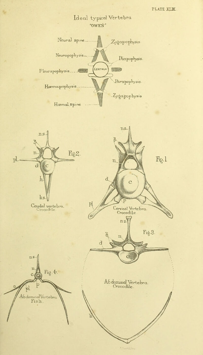 PLA.TE XDX: Ideal typical Verte'bra OWEW Nburol Spme... ^ Zy^cxpopliySis. Neurapoptysis-,, .w W JDiapopriysis. Pleurapophysis m '\Bxrapopliysis- Hoema-poppysis f . Zy^apopKysis Cau<3ctl vertebra.. CrocoSile Ab doxnjccJ ^rtebrcL Crocodile.