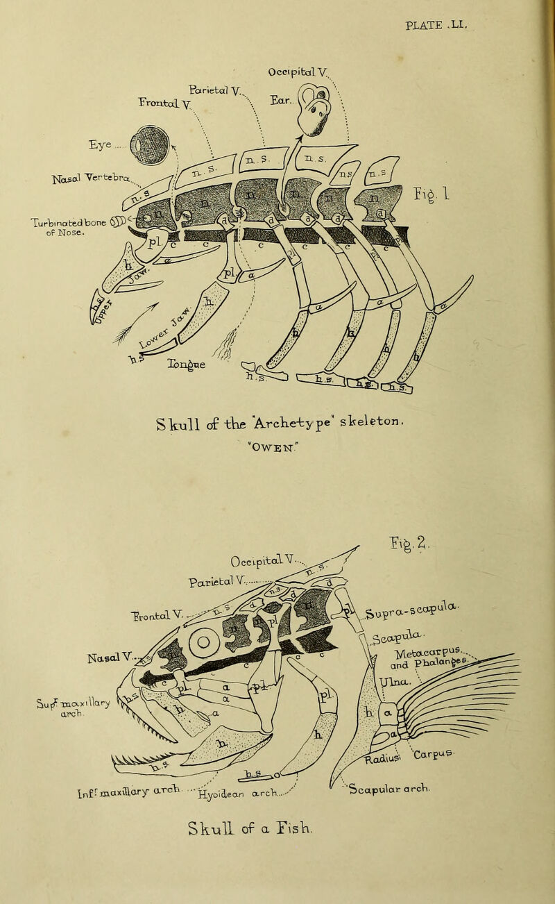 Occipital V.. Slcull of the 'Archetype shelfeton. ’OWE'N' .Supra- Metacarpus... and PtcJan^