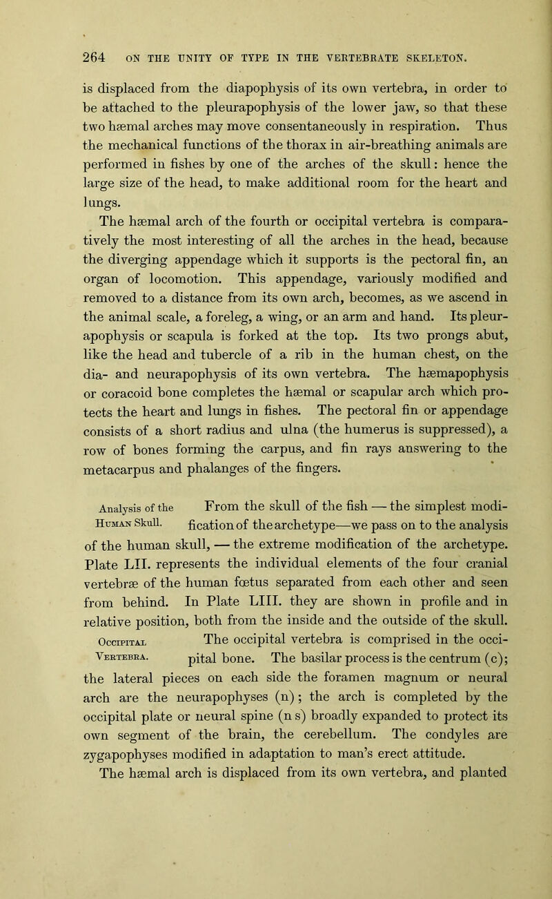 is displaced from the diapophysis of its own vertebra, in order to be attached to the pleurapophysis of the lower jaw, so that these two hsemal arches may move consentaneously in respiration. Thus the mechanical functions of the thorax in air-breathing animals are performed in fishes by one of the arches of the skull: hence the large size of the head, to make additional room for the heart and 1 ungs. The haemal arch of the fourth or occipital vertebra is compara- tively the most interesting of all the arches in the head, because the diverging appendage which it supports is the pectoral fin, an organ of locomotion. This appendage, variously modified and removed to a distance from its own arch, becomes, as we ascend in the animal scale, a foreleg, a wing, or an arm and hand. Its pleur- apophysis or scapula is forked at the top. Its two prongs abut, like the head and tubercle of a rib in the human chest, on the dia- and neurapophysis of its own vertebra. The hsemapophysis or coracoid bone completes the haemal or scapular arch which pro- tects the heart and limgs in fishes. The pectoral fin or appendage consists of a short radius and ulna (the humerus is suppressed), a row of bones forming the carpus, and fin rays answering to the metacarpus and phalanges of the fingers. Analysis of the From the skull of the fish — the simplest modi- Human Skull. ficationof the archetype—we pass on to the analysis of the human skull, — the extreme modification of the archetype. Plate LII. represents the individual elements of the four cranial vertebrae of the human foetus separated from each other and seen from behind. In Plate LIII. they are shown in profile and in relative position, both from the inside and the outside of the skull. OccipiTAi, The occipital vertebra is comprised in the occi- Veetebea. pital bone. The basilar process is the centrum (c); the lateral pieces on each side the foramen magnum or neural arch are the neurapophyses (n) ; the arch is completed by the occipital plate or neural spine (n s) broadly expanded to protect its own segment of the brain, the cerebellum. The condyles are zygapophyses modified in adaptation to man’s erect attitude. The haemal arch is displaced from its own vertebra, and planted