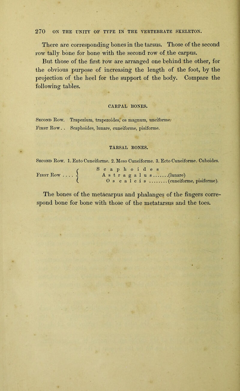 There are corresponding bones in the tarsus. Those of the second row tally bone for bone with the second row of the carpus. But those of the first row are arranged one behind the other, for the obvious purpose of increasing the length of the foot, by the projection of the heel for the support of the body. Compare the following tables. CARPAL BONES. Second Kow. Trapezium, trapezoides, os magnum, unciforme.- Fiest Eow . . Scaphoides, lunare, cuneiforme, pisiforme. TARSAL BONES. Second Row. 1. Ento Cuneiforme. 2. Meso Cuneiforme. 3. Ecto Cuneiforme. Cuboides. r Scapboides First Eow ....J Astragalus (lunare) (, Os calcis (cuneiforme, pisiforme). The bones of the metacarpus and phalanges of the fingers corre- spond bone for bone with those of the metatarsus and the toes.