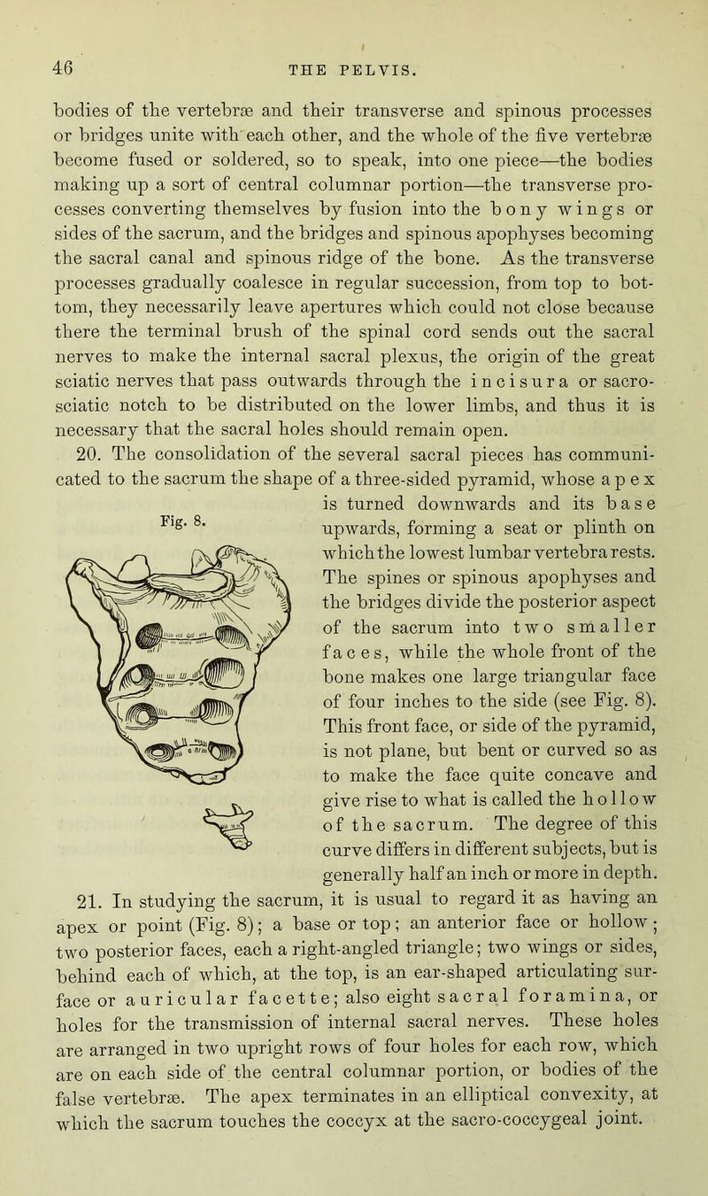 Fig. 8. bodies of the vertebrae and tbeir transverse and spinous processes or bridges unite with each other, and the whole of the five vertebrae become fused or soldered, so to speak, into one piece—the bodies making up a sort of central columnar portion—the transverse pro- cesses converting themselves by fusion into the bony wings or sides of the sacrum, and the bridges and spinous apophyses becoming the sacral canal and spinous ridge of the bone. As the transverse processes gradually coalesce in regular succession, from top to bot- tom, they necessarily leave apertures which could not close because there the terminal brush of the spinal cord sends out the sacral nerves to make the internal sacral plexus, the origin of the great sciatic nerves that pass outwards through the incisura or sacro- sciatic notch to be distributed on the lower limbs, and thus it is necessary that the sacral holes should remain open. 20. The consolidation of the several sacral pieces has communi- cated to the sacrum the shape of a three-sided pyramid, whose apex is turned downwards and its base upwards, forming a seat or plinth on which the lowest lumbar vertebra rests. The spines or spinous apophyses and the bridges divide the posterior aspect of the sacrum into two smaller faces, while the whole front of the bone makes one large triangular face of four inches to the side (see Fig. 8). This front face, or side of the pyramid, is not plane, but bent or curved so as to make the face quite concave and. give rise to what is called the hollow of the sacrum. The degree of this curve differs in different subjects, but is generally half an inch or more in depth. 21. In studying the sacrum, it is usual to regard it as having an apex or point (Fig. 8); a base or top; an anterior face or hollow ; two posterior faces, each a right-angled triangle; two wings or sides, behind each of which, at the top, is an ear-shaped articulating sur- face or auricular fa cette; also eight sacral foramina, or holes for the transmission of internal sacral nerves. These holes are arranged in two upright rows of four holes for each row, which are on each side of the central columnar portion, or bodies of the false vertebrae. The apex terminates in an elliptical convexity, at which the sacrum touches the coccyx at the sacro-coccygeal joint.