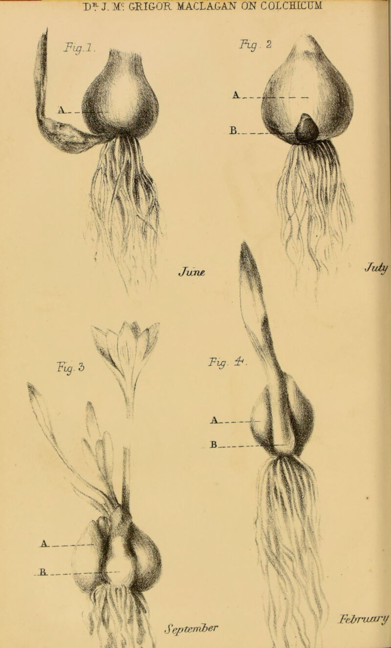 D^J.X^ GRIGOR MACLAGAN ON COLCHIC'DM A__ B— Septenik81' Fig 2 * Ftbrujary Tip. £ June,