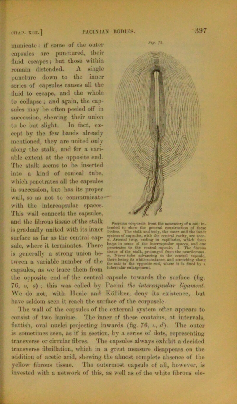 11.4 lip municatc: it’ «oine of the outer capsules are punctured, their fluid escapes; but those within remain distended. A single puncture dowu to the inner series of capsules causes all the fluid to escape, and the whole to collapse ; and again, the cap- sules may he often peeled ofl in succession, shewing their union to be but slight. In fact, ex- cept by the few bands already mentioned, they are united only along the stalk, and for a vari- able extent at the opposite end. 'Pile stalk seems to be inserted into a kind of conical tube, which |>enetrates all the capsules in succession, but has its proper wall, so as not to communicate — with the intercapsular spaces. This wall connects the capsules, and the fibrous tlSSUO ot the stalk P»f mum roqwu'l'. from the U€*enterv at a cat: m. i» gradually unit'd with its inner & SZ surtdec m far M the central cap- = a,,]., wliorf. il ♦ There 1<M,P* ,n **>mr ,,f Ar '‘rrmtwidnr »rwwr», and ono suit, wnen ll lerinmaies. llltrt to the central e*),sul'. 4. The fii.rouu nonnrullv „ wtrnmr union of tl>' »taik. prolonged from the neurilemma. is generally a strong union ne- „ Nem..tut* .dAncing to the central c*P.aie, tween rt vnrinhle innnlter of the ‘htre st» *•«««i'»t»nce, ami .trctchintr alon? mien a \uriauie uumoer oi uit th, „„ to thf. oppositeend, .here it i» fired by » capsules, as we trace them from ,u,'erruUrenlargement, the opposite end of the central capsule towards the surface (fig. 76, b, e) ; this was called by Pacini the intercapsular ligament. We do not, with llenle and Kblliker, deny its existence, but have seldom seen it reach the surface of the corpuscle. The wall of the capsules of the external system often appears to consist of two laminar. The inner of these contains, at intervals, flattish, oval nuclei projecting inwards (fig. 76, a, d). The outer is sometimes seen, as if in section, by a series of dots, representing transverse or circular fibres. The capsules always exhibit a decided transverse fibrillation, which in a great measure disappears on the addition of acetic acid, shewing the almost complete absence of the yellow fibrous tissue. The outermost capsule of all, however, is invested with a network of this, as well as of the white fibrous ele-