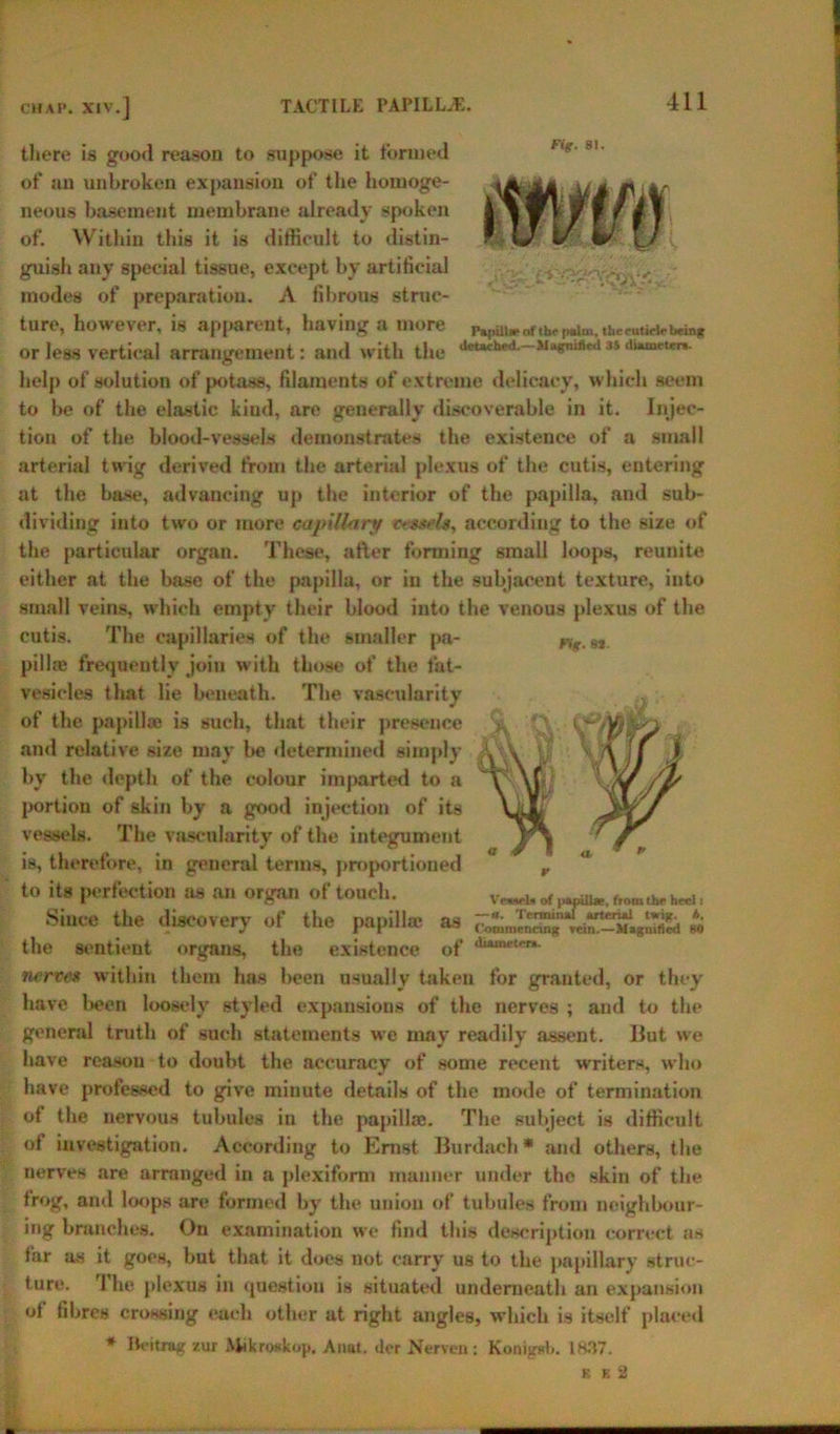 p»|ull» ofthf palm, theruticlr bOn* there is good reason to suppose it formed of an unbroken expansion of the homoge- neous basement membrane already spoken of. Within this it is difficult to distin- guish any special tissue, except by artificial modes of preparation. A fibrous struc- ture, however, is apparent, having a more or less vertical arrangement: and with the Jct“br<1-—31 help of solution of potass, filaments of extreme delicacy, which seem to be of the elastic kiud, are generally discoverable in it. Injec- tion of the blood-vessels demonstrates the existence of a small arterial twig derived from the arterial plexus of the cutis, entering at the base, advancing up the interior of the papilla, and sub- dividing into two or more capillary vessels, according to the size of the particular organ. These, after forming small loops, reunite either at the base of the papilla, or in the subjacent texture, into small veins, which empty their blood into the venous plexus of the cutis. The capillaries of the smaller pa- ng.n. pillte frequently join with those of the fat- vesicles that lie beneath. The vascularity of the papillas is such, that their presence and relative size may be determined simply by the depth of the colour imparted to a portion of skin by a good injection of its vessels. The vascularity of the integument is, therefore, in general terms, proportioned to its perfection as an organ of touch. VrwU of |)m^, fromlhe heel, Since the discovery of the papilla; as £ the sentient organs, the existence of di,u:trr,• nerves within them has been usually taken for granted, or they have been loosely styled expansions of the nerves ; and to the general truth of such statements we may readily assent. But we have reason to doubt the accuracy of some recent writers, who have professed to give minute details of the mode of termination of the nervous tubules in the papilla;. The subject is difficult of investigation. According to Ernst Burdacb * and others, the nerves are arranged in a plexiform manner under the skin of the frog, and loops are formed by the union of tubules from neighbour- ing branches. On examination we find this description correct as far as it goes, but that it does not carry us to the papillary struc- ture. 1 he plexus in question is situated underneath an expansion of fibres croKsing each other at right angles, which is itself placed * Reitrag zur Mikroekop. Anat. der Nerven ; Konigab. 18.17. K E 2