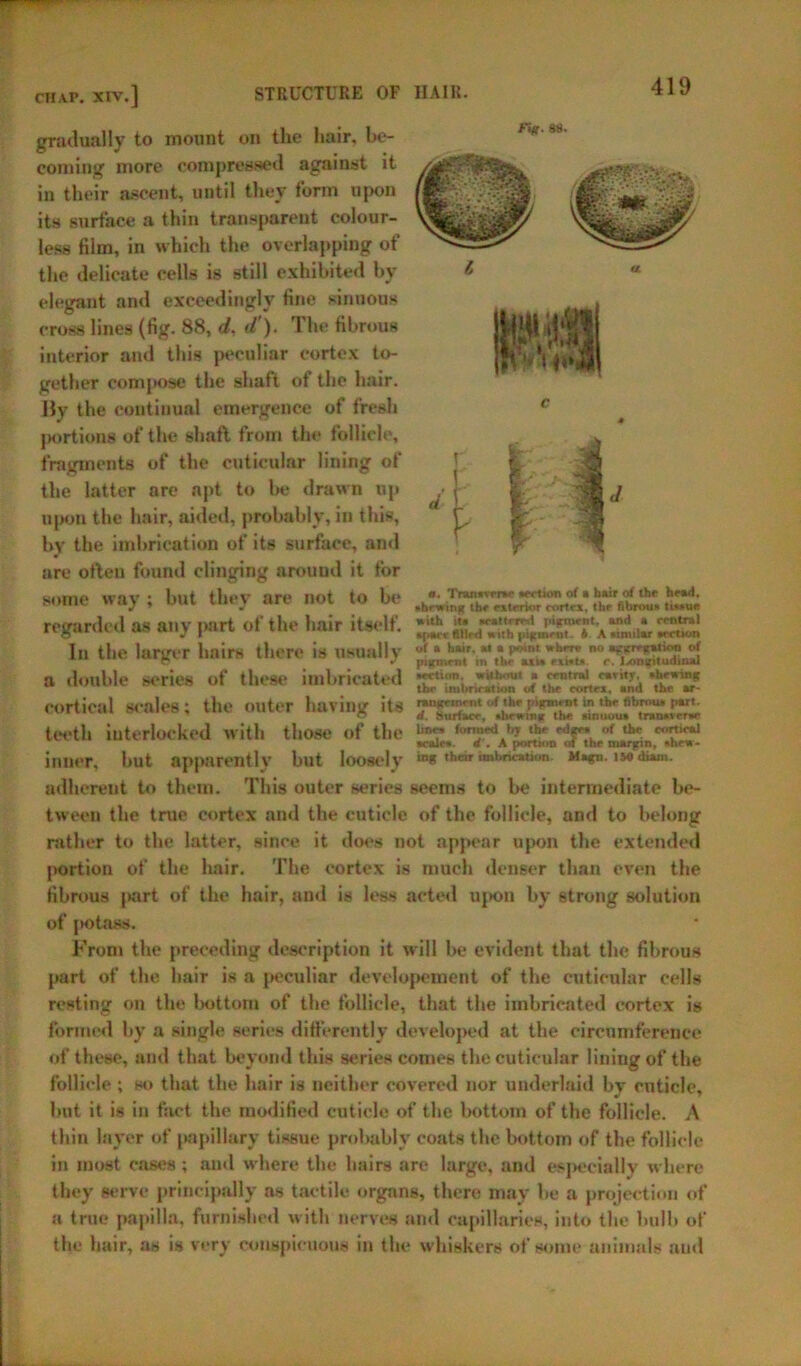 STRUCTURE OF HAIR. r>g. as. CHAP. XIV.] gradually to mount on the hair, be- coming more compressed against it in their ascent, until they form upon its surface a thin transparent colour- less film, in which the overlapping of the delicate cells is still exhibited by elegant and exceedingly fine sinuous cross lines (fig. 88, d, d'). The fibrous interior and this peculiar cortex to- gether compose the shaft of the hair. By the continual emergence of fresh |H)rtions of the shaft from the follicle, fragments of the cuticuiar lining of the latter are apt to be drawn up upon the hair, aided, probably, in this, by the imbrication of its surface, and are often found clinging around it tor some way ; but they are not to be regarded as any part of the hair itself. £*£ In the larger hairs there is usually a double series of these imbricated cortical scales; the outer having its teeth iuterlocked with those of the inner, but apparently but loosely adherent to them. This outer series seems to be intermediate be- tween the true cortex and the cuticle of the follicle, and to belong rather to the latter, since it does not appear upon the extended portion of the hair. The cortex is much denser than even the fibrous j«irt of the hair, and is less acted upon by strong solution of potass. From the preceding description it will be evident that the fibrous part of the hair is a peculiar developoment of the cuticuiar cells resting on the bottom of the follicle, that the imbricated cortex is formed by a single series differently developed at the circumference of these, and that beyond this series comes the cuticuiar lining of the follicle ; so that the hair is neither covered nor underlaid by cuticle, but it is in fact the modified cut icle of the bottom of the follicle. A thin layer of papillary tissue probably coats the bottom of the follicle in most cases; ami where the hairs are large, and especially where they serve principally as tactile organs, there may be a projection of a true papilla, furnished with nerves and capillaries, into the bulb of the hair, as is very conspicuous in the whiskers of some animals and C / r Trtuiitme section of a hair of the head, shewing the exterior cortex, the fibrous tissue pigment section. without a central cavity, shewing the imbrication of the cortex, and the ar- rangement of the pigment in the fibrous part. d. Surface, shewing the sinuous transverse lines formed by the edges of the cortical scale*, d'. A portion of the margin, shew- ing their imbrication Magn. 150 diain.