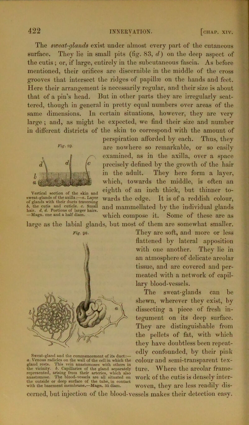 The sweat-glands exist under almost every part of the cutaneous surface. They lie in small pits (fig. 83, d) on the deep aspect of the cutis ; or, if large, entirely in the subcutaneous fascia. As before mentioned, their orifices are discernible in the middle of the cross grooves that intersect the ridges of papilla) on the hands and feet. Here their arrangement is necessarily regular, and their size is about that of a pin’s head. But in other parts they are irregularly scat- tered, though in general in pretty equal numbers over areas of the same dimensions. In certain situations, however, they are very large ; and, as might be expected, we find their size and number in different districts of the skin to correspond with the amount of perspiration afforded by each. Thus, they are nowhere so remarkable, or so easily examined, as in the axilla, over a space precisely defined by the growth of the hair in the adult. They here form a layer, which, towards the middle, is often an „ . . eighth of an inch thick, but thinner to- Vcrtical section of the skin and ~ sweat-glands of^theaxilla.-—a. Layer wards the edge. It is of a reddish colour, of glands with their ducts traversing 0 b the cutis and cuticle, c. Small ancl mammellated by the individual glands hair, rf, a. Portions ot larger hairs. J ° —Magn. one and a half diam. which compose it. Some of these are as large as the labial glands, but most of them are somewhat smaller. They are soft, and more or less flattened by lateral apposition with one another. They lie in an atmosphere of delicate areolar tissue, and are covered and per- meated with a network of capil- lary blood-vessels. The sweat-glands can be shewn, wherever they exist, by dissecting a piece of fresh in- tegument on its deep surface. They are distinguishable from the pellets of fat, with which they have doubtless been repeat- , , , edly confounded, by their pink Sweat-gland and the commencement of its duct:— J J a. Venous radicles on the wall of the cell in which the colour and Semi-trailSparent teX- glaud rests. This vein anastomoses with others in sxr, , . .. the vicinity, b. Capillaries of the gland separately tlllT). Where the areolar frame- represented, arising from their arteries, which also ... anastomose. The blood-vessels are all situated on WOlTv of the CUtlS IS densely inter- file outside or deep surface of the tube, in contact . ... ,. with the basement membrane.—Magn. 35 diam. WOVCn, they are leSS readily dlS- cerned, but injection of the blood-vessels makes their detection easy. Fig. 90.
