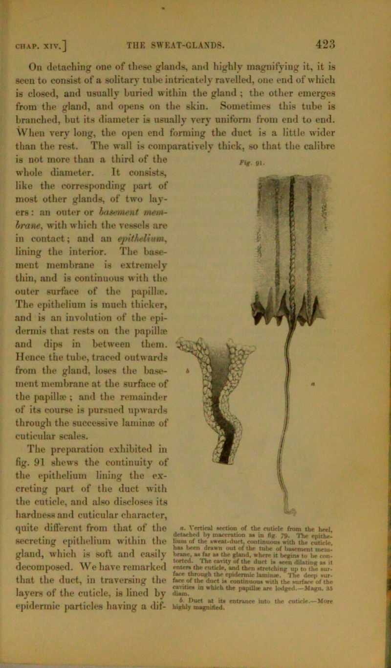 fig- 01. On detaching one of these glands, and highly magnifying it, it is seen to consist of a solitary tube intricately ravelled, one end of which is closed, and usually buried within the gland ; the other emerges from the gland, and opens on the skin. Sometimes this tube is branched, but its diameter is usually very uniform from end to end. When very long, the open end forming the duct is a little wider than the rest. The wall is comparatively thick, so that the calibre is not more than a third of the whole diameter. It consists, like the corresponding part of most other glands, of two lay- ers : an outer or basement mem- brane, with which the vessels are in contact; and an epithelium, lining the interior. The base- ment membrane is extremely thin, and is continuous with the outer surface of the papilla. The epithelium is much thicker, and is an involution of the epi- dermis that rests on the papilla and dips in between them. Hence the tube, traced outwards from the gland, loses the base- ment membrane at the surface of the papillae ; and the remainder of its course is pursued upwards through the successive lamina: of cuticular scales. The preparation exhibited in fig. 91 shews the continuity of the epithelium lining the ex- creting part of the duct with the cuticle, and also discloses its hardness and cuticular character, quite different from that of the «• Vertical nection of the cuticle from the heel. .. .... detached hj maceration a* in fig. 7». The epithe- secretlllg epithelium Within tile 1mm of the *weat-duct, continuou. with the cuticle, , ha» been drawn out of the tube of bawroent mem- glana, which IS soft alia easily Wane, as far a* the gland, where it begin, to he con- • 1 1»r 1 I I lotted. The cavity of the duet i« «een dilating a* n decomposed. \\ e have remarked mim the cuticle, and then .tretchmg ™ to the »««- , , . , . face through the epidermic lamittce. The deen »ur- that the duct, 111 traversing the face of the duct ■« cotitinuou. with the surface of the ■ o.i . • i . i. ,, cavitie* in which the nauillte arc lodged.—Maun. 34 layers of the cuticle, is lined by diam. H. ... . . * Duet at it* entrance into the cuticle.—More crime part icles having a dit- highly magnified.