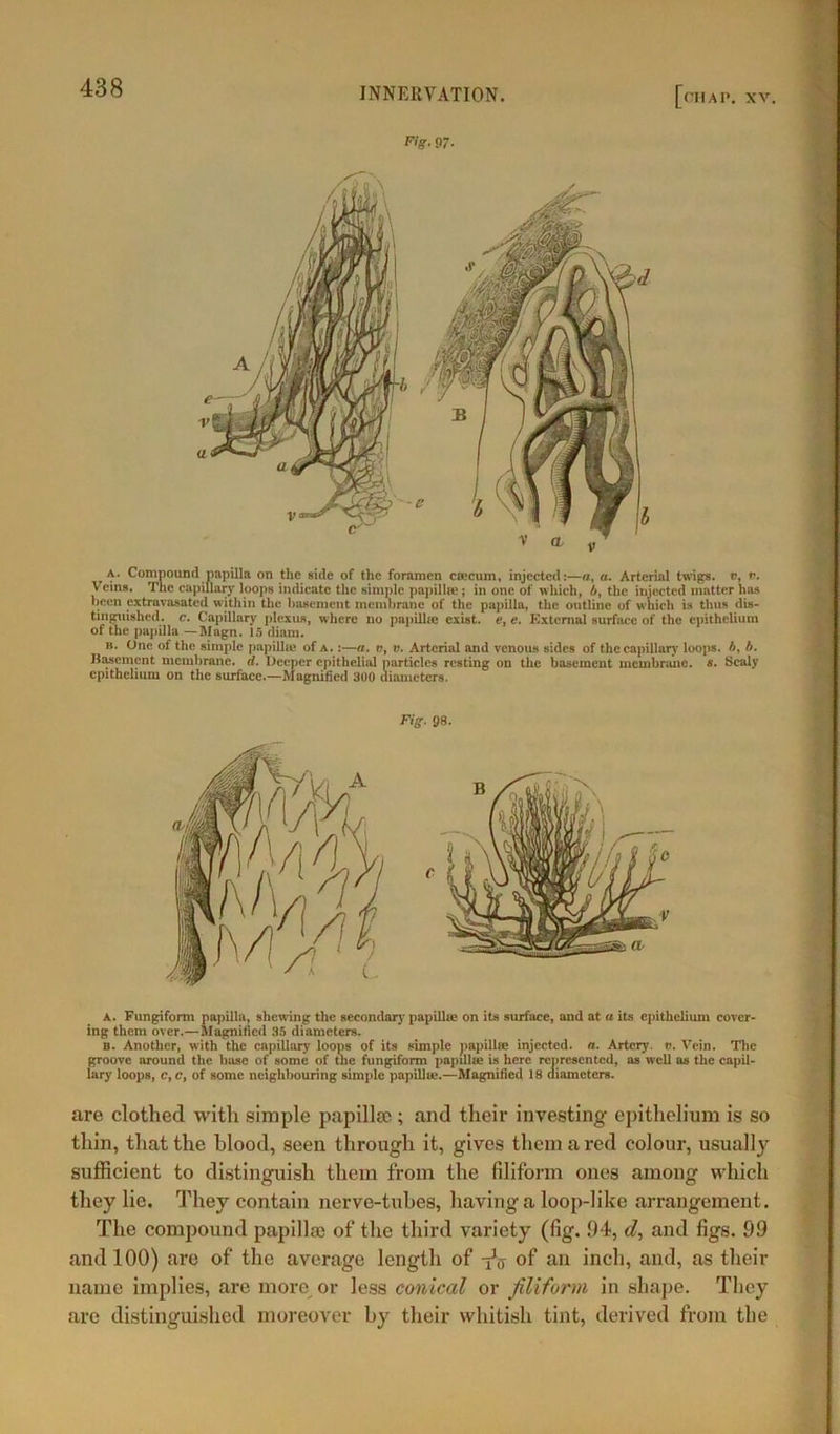 Fig. 07. Compound papilla on the side of the foramen etc cum, injected:—n, a. Arterial twigs, e, 0. Veins. The capillary loops indicate the simple papillae; in one of which, A, the injected matter has been extravasated within the basement membrane of the papilla, the outline of which is thus dis- tinguished. c. Capillary plexus, where no papillie exist, e, e. External surface of the epithelium of the papilla — Magn. 15 diam. n. One of the simple papilla* of A.:—a. v, ». Arterial and venous sides of thecapillary loops. A, A. Basement membrane, d. Deeper epithelial particles resting on the basement membrane, x. Scaly epithelium on the surface.—Magnified 300 diameters. Fig. 98. A. Fungiform papilla, shewing the secondary papillie on its surfuce, and at « its epithelium cover- ing them over.—Magnified 35 diameters. B. Another, with the capillary loops of its simple papillie injected, a. Artery, v. Vein. The groove around the base of some of the fungiform papilla? is here represented, as well as the capil- lary loops, c, c, of some neighbouring simple papilla?.—Magnified 18 diameters. are clothed with simple papilla); and their investing epithelium is so thin, that the blood, seen through it, gives them a red colour, usually sufficient to distinguish them from the filiform ones among which they lie. They contain nerve-tubes, having a loop-like arrangement. The compound papilla) of the third variety (fig. 94, d, and figs. 99 and 100) are of the average length of of an inch, and, as their name implies, are more or less conical or filiform in shape. They are distinguished moreover by their whitish tint, derived from the