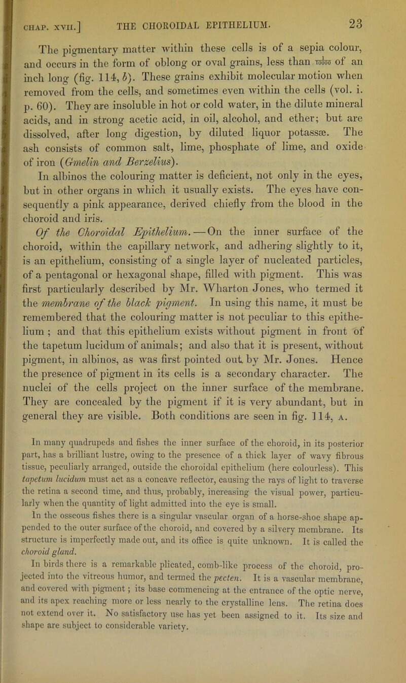 The pii>-mentary matter Avithin these cells is of a sepia colour, and occurs in the form ot oblong' or oval grains, less than toAtoi of an inch long (fig. 114,5). These grains exhibit molecular motion when removed from the cells, and sometimes even Avithin the cells (vol. i. p. 60), They are insoluble in hot or cold water, in the dilute mineral acids, and in strong acetic acid, in oil, alcohol, and ether; but are dissolved, after long digestion, by diluted liquor potassse. The ash consists of common salt, lime, phosphate of lime, and oxide of iron {Gmelin and Berzelius). In albinos the colouring matter is deficient, not only in the eyes, but in other organs in which it usually exists. The eyes have con- sequently a pink appearance, derived chiefly from the blood in the choroid and iris. Of the Choroidal Epithelium.—On the inner surface of the choroid, Avithin the capillary network, and adhering slightly to it, is an epithelium, consisting of a single layer of nucleated particles, of a pentagonal or hexagonal shape, filled with pigment. This was first particularly described by Mr. Wharton Jones, who termed it the memlrane of the UacJc 'pigment. In using this name, it must be remembered that the colouring matter is not peculiar to this epithe- lium ; and that this epithelium exists without pigment in front of the tapetum lucidum of animals; and also that it is present, without pigment, in albinos, as Avas first pointed out by Mr. Jones. Hence the presence of pigment in its cells is a secondary character. The nuclei of the cells project on the inner surface of the membrane. They are concealed by the pigment if it is very abundant, but in general they are visible. Both conditions are seen in fig. 114, a. In many quadrupeds and fishes the inner surface of the choroid, in its posterior part, has a brilliant lustre, owing to the presence of a thick layer of Avavy fibrous tissue, peculiarly arranged, outside the choroidal epithelium (here colourless). This tapetum lucidu7n must act as a concave reflector, causing the rays of light to traverse the retina a second time, and thus, probably, increasing the visual power, particu- larly when the quantity of light admitted into the eye is small. In the osseous fishes there is a singular vascular organ of a horse-shoe shape ap- pended to the outer surface of the choroid, and covered by a silvery membrane. Its structure is imperfectly made out, and its office is quite unknown. It is called the choroid gland. In birds there is a remarkable plicated, comb-like process of the choroid, pro- jected into the vitreous humor, and tenned the pecten. It is a vascular membrane, and covered with pigment; its base commencing at the entrance of the optic nerve, and its apex reaching more or less nearly to the crystalline lens. The retina does not extend over it. No satisfactory use has yet been assigned to it. Its size and shape are subject to considerable variety.