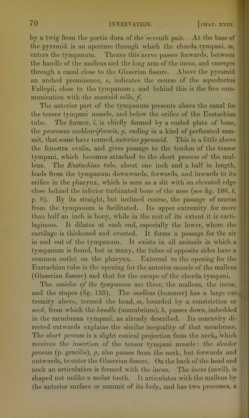 by a twig from the portio dura of the seventh pair. At the base of the pyramid is an aperture through which the chorda tympani, w, enters the tympanum. Thence this nerve passes forwards, between the handle of the malleus and the long arm of the incus, and emerges through a canal close to the Glaserian fissure. Above the pyramid an arched prominence, e, indicates the course of the aqueductus Fallopii, close to the tympanum; and behind this is the free com- munication with the mastoid cells,/I The anterior part of the tympanum presents above the canal for- the tensor tympani muscle, and below the orifice of the Eustachian tube. The former, i, is chiefly formed by a curled plate of bone, the processus cochleariformis, g, ending in a kind of perforated sum- mit, that some have termed, anterior pyramid. This is a little above the fenestra ovalis, and gives passage to the tendon of the tensor tympani, which becomes attached to the short process of the mal- leus. The Eustachian tube., about one inch and a half in length, leads from the tympanum downwards, forwards, and inwards to its orifice in the pharynx, which is seen as a slit with an elevated edge close behind the inferior turbinated bone of the nose (see fig. 106, #, p. 8). By its straight, but inclined course, the passage of mucus from the tympanum is facilitated. Its upper extremity for more than half an inch is bony, while in the rest of its extent it is carti- laginous. It dilates at each end, especially the lower, where the cartilage is thickened and everted. It forms a passage for the air in and out of the tympanum. It exists in all animals in which a tympanum is found, but in many, the tubes of opposite sides have a common outlet on the pharynx. External to the opening for the Eustachian tube is the opening for the anterior muscle of the malleus (Glaserian fissure) and that for the escape of the chorda tympani. The ossicles of the tympanum are three, the malleus, the incus, and the stapes (fig. 133). The malleus (hammer) has a large ex- tremity above, termed the head, m, bounded by a constriction or neeJe., from which the handle (manubrium), 7i, passes down, imbedded in the membrana tympani, as already described. Its concavity di- rected outwards explains the similar inequality of that membrane. The short process is a slight conical projection from the neck, which receives the insertion of the tensor tympani muscle; the slender process (p. gracilis), g, also passes from the neck, but forwards and outwards, to enter the Glaserian fissure. On the back of the head and neck an articulation is formed with the incus. The incus (anvil), is shaped not unlike a molar tooth. It articulates with the malleus by the anterior surface or summit of its body., and has two processes, a i ' r