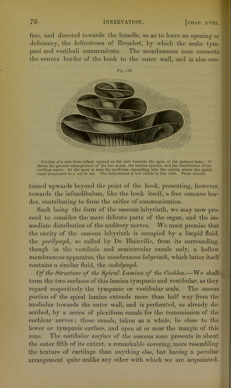 free, and directed towards the lamella, so as to leave an opening or deficiency, the helicoirema of Breschet, by which the scalae tym- pani and vestihnli communicate. The membranous zone connects the convex border of the hook to the outer wall, and is also con- Fig. 136. Cochlea of a new-born infant, opened on the side towards the apex of the petrous bone. It f shows the general arr.angement of the two scalse, the lamina spiralis, and the distribution of the I cochlear nerve. At the apex is seen the modiolus expanding into the cupola, where the spiral J canal terminates in a cul de sac The helicotrema is not visible in this view. From Amola. % tinned upwards beyond the point of the hook, presenting, however, towards the infundihulum, like the hook itself, a free concave bor- : der, contributing to form the orifice of communication. Such being the form of the osseous labyrinth, we may now pro- ceed to consider the more delicate parts of the organ, and the im- mediate distribution of the auditory nerves. We must premise that the cavity of the osseous labyrinth is occupied by a limpid fluid, : the ’perilymph^ so called by De Blainville, from its surrounding, though in the vestibule and semicircular canals only, a hollow membranous apparatus, the membranous labyrinth, which latter itself contains a similar fluid, the endolymph. Of the Structure of the Spiral Lamina of the Cochlea.—We shall term the two surfaces of this lamina tympanic and vestibular, as they regard respectively the tympanic or vestibular seal a. The osseous j portion of the spiral lamina extends more than half way from the 1 modiolus towards the outer wall, and is perforated, as already de- * scribed, by a series of plexiform canals for the transmission of the cochlear nerves ; these canals, taken as a whole, lie close to the lower or tympanic surface, and open at or near the margin of this zone. The vestibular surface of the osseous zone presents in about the outer fifth of its extent, a remai-kable covering, more resembling the texture of cartilage than anything else, hut having a peculiar arrangement quite unlike any other with which we are acquainted.