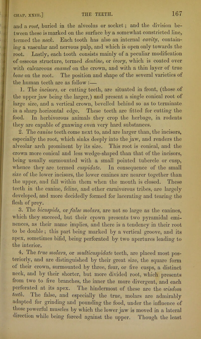 and a root^ buried in the alveolus or socket; and the division be- tween these is marked on the surface by a somewhat constricted line, termed the mck. Each tooth has also an internal cavity^ contain- ing a vascular and nervous pulp, and which is open only towards the root. Lastly, each tooth consists mainly of a peculiar modification of osseous structure, termed dentine, or ivory, which is coated over with calcareous enamel on the crown, and with a thin layer of true hone on the root. The position and shape of the several varieties of the human teeth are as follow :— 1. The incisors, or cutting teeth, are situated in front, (those of the ujjper jaw being the larger,) and present a single conical root of large size, and a vertical crown, bevelled behind so as to terminate in a sharp horizontal edge. These teeth are fitted for cutting the food. In herbivorous animals they crop the herbage, in rodents they are capable of gnawing even very hard substances. 2. The canine teeth come next to, and are larger than, the incisors, especially the root, which sinks deeply into the jaw, and renders the alveolar arch prominent by its size. This root is conical, and the crown more conical and less wedge-shaped than that of the incisors, being usually surmounted with a small pointed tubercle or cusp, whence they are termed cuspidate. In consequence of the small size of the lower incisors, the lower canines are nearer together than the upper, and fall within them when the mouth is closed. These teeth in the canine, feline, and other carnivorous tribes, are largely developed, and more decidedly formed for lacerating and tearing the flesh of prey. 3. The bicuspids, or false molars, are not so large as the canines, which they succeed, but their crown presents two pyramidal emi- nences, as their name implies, and there is a tendency in their root to be double; this part being marked by a vertical groove, and its apex, sometimes bifid, being perforated by two apertures leading to the interior. 4. The true molars, or multicuspidate teeth, are placed most pos- teriorly, and are distinguished by their great size, the square form of their crown, surmounted by three, four, or five cusps, a distinct neck, and by their shorter, but more divided root, which presents from two to five branches, the inner the more divergent, and each perforated at its apex. The hindermost of these are the wisdom teeth. The false, and especially the true, molars are admirably adapted for grinding and pounding the food, under the influence of those powerful muscles by which the lower jaw is moved in a lateral direction while being forced against the upper. T'hough the least