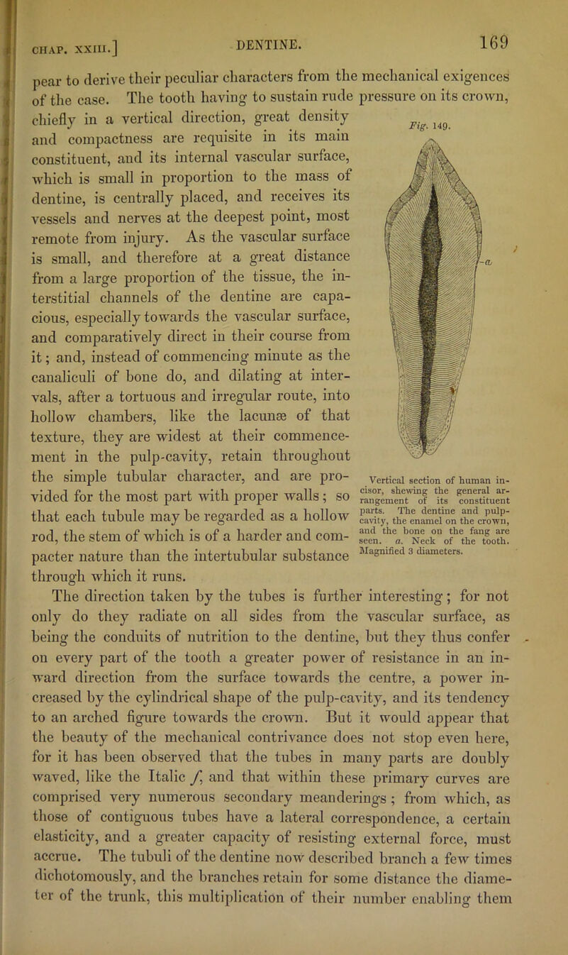 Fig. 149. pear to derive their peculiar characters from the mechanical exigences of the case. The tooth having to sustain rude pressure on its crown, chiefly in a vertical direction, great density and compactness are requisite in its main constituent, and its internal vascular surface, which is small in proportion to the mass of dentine, is centrally placed, and receives its vessels and nerves at the deepest point, most remote from injury. As the vascular surface is small, and therefore at a great distance from a large proportion of the tissue, the in- terstitial channels of the dentine are capa- cious, especially towards the vascular surface, and comparatively direct in their course from it; and, instead of commencing minute as the caualiculi of bone do, and dilating at inter- vals, after a tortuous and irregular route, into hollow chambers, like the lacunae of that texture, they are widest at their commence- ment in the pulp-cavity, retain throughout the simple tubular chaiactei, and are pio— vertical section of human in- vided for the most part with proper walls; so rang^mtnT'^of % Suuen't that each tubule may be regarded as a hollow t^enamefon the‘‘crowi.; rod, the stem of which is of a harder and com- “ N^ek^f pacter nature than the intertubular substance 3 diameters, through which it runs. The direction taken by the tubes is further interesting; for not only do they radiate on all sides from the vascular surface, as being the conduits of nutrition to the dentine, but they thus confer on every part of the tooth a greater power of resistance in an in- ward direction from the surface towards the centre, a power in- creased by the cylindrical shape of the pulp-cavity, and its tendency to an arched figure towards the crown. But it would appear that the beauty of the mechanical contrivance does not stop even here, for it has been observed that the tubes in many parts are doubly waved, like the Italic /, and that within these primary curves are comprised very numerous secondary meanderings ; from which, as those of contiguous tubes have a lateral correspondence, a certain elasticity, and a greater capacity of resisting external force, must accrue. The tubuli of the dentine now described branch a few times dichotomously, and the branches retain for some distance the diame- ter of the trunk, this multiplication of their number enabling them