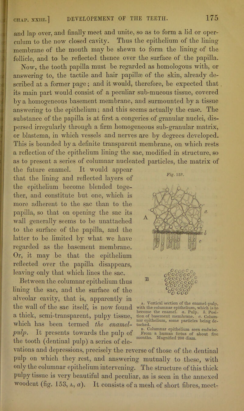 Fig. 15?. ami lap over, and finally meet and unite, so as to form a lid or oper- culum to the now closed cavity. Thus the epithelium of the lining membrane of the mouth may be shewn to form the lining of the follicle, and to be reflected thence over the surface of the papilla. Now, the tooth papilla must be regarded as homologous with, or answering to, the tactile and hair papillae of the skin, already de- scribed at a former page; and it would, therefore, be expected that, its main part would consist of a peculiar sub-mucous tissue, covered by a homogeneous basement membrane, and surmounted by a tissue answering to the epithelium; and this seems actually the case. The substance of the papilla is at first a congeries of gi’anular nuclei, dis- persed irregularly through a firm homogeneous sub-granular matrix, or blastema, in which vessels and nerves are by degrees developed. This is bounded by a definite transparent membrane, on which rests a reflection of the epithelium lining the sac, modified in structure, so as to present a series of columnar nucleated particles, the matrix of the future enamel. It would appear that the lining and reflected layers of the epithelium become blended toge- ther, and constitute but one, which is more adherent to the sac than to the papilla, so that on opening the sac its wall generally seems to be unattached to the surface of the papilla, and the latter to be limited by what we have regarded as the basement membrane. Or, it may be that the epithelium reflected over the papilla disappears, leaving only that which lines the sac. Between the columnar epithelium thus lining the sac, and the surface of the alveolar cavity, that is, apparently in ,1 11 j? •! IP ' p'' T Vertical section of the enamel-pulp, tne wall ot the sac itself, is now found with the columnar epithelium, winch is to , . 1 become the enamel, a. Pulp. />. Posi- a tnick, semi-transparent, pulpy tissue, tlon of basement membrane, c. Colum- 1 . 1 1 1 , T , - nar epithelium, some particles beinK de- wliicli has been termed the enamel- tached. 7 T, 1 j. 1x1 IP®' Columnar epithelium seen endwise. pulp. it presents towards the pulp of From a human foetus of about five ,1 , ,1 /I .. 1 IN, . p , months. Magnified 200 diam. the tooth (dentinal pulp) a series of ele- vations and depressions, precisely the reverse of those of the dentinal pulp on which they rest, and answering mutually to these, with only the columnar epithelium intervening. The structure of this thick pulpy tissue is very beautiful and peculiar, as is seen in the annexed woodcut (fig. 153, A, a). It consists of a mesh of short fibres, nieet- ocooc Q B ^OOooOo Ooo