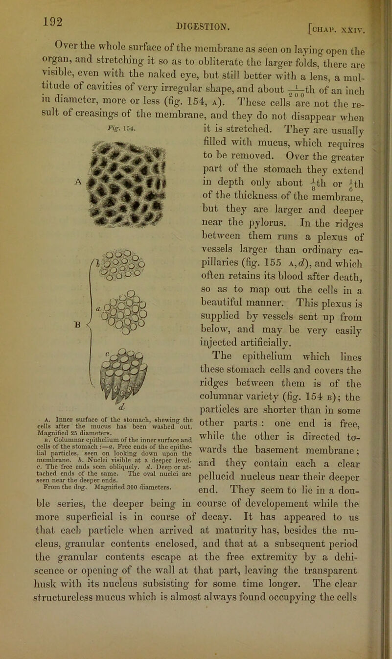 Fig. 154. Over the v\’hole surface of the membrane as seen on laying open the organ, and stretching it so as to obliterate the larger folds, there are visible, even with the naked eye, but still better with a lens, a mul- titude of cavities of very irregular shape, and about -j^th of an inch in diameter, more or less (fig. 154, a). These cells are not the re- sult of creasings of the membrane, and they do not disappear when it is stretched. They are usually filled with mucus, which requires to be removed. Over the greater part of the stomach they extend in depth only about ith or ^th of the thickness of the membrane, but they are larger and deeper near the pylorus. In the ridges between them runs a plexus of vessels larger than ordinary ca- pillaries (fig. 155 A,d), and which often retains its blood after death, so as to map out the cells in a beautiful manner. This plexus is supplied by vessels sent up from below, and may be very easily injected artificially. The epithelium which lines these stomach cells and covers the ridges between them is of the columnar variety (fig. 154 b); the particles are .shorter than in some other parts : one end is fi-ee, while the other is directed to- wards the basement membrane; and they contain each a clear pellucid nucleus near their deeper end. They seem to lie in a dou- course of developement while the more superficial is in course of decay. It has appeared to us that each particle when arrived at maturity has, besides the nu- cleus, granular contents enclosed, and that at a subsequent period the granular contents escape at the free extremity by a dehi- scence or opening of the wall at that part, leaving the transparent husk with its nucleus subsisting for some time longer. The clear structureless mucus which is almost always found occupying the cells J A. Inner surface of the stomach, shewing the cells after the mucus has been washed out. Magnified 25 diameters. B. Columnar epithelium of the inner surface and celts of the stomach :—a. Free ends of the epithe- lial partieles, seen on looking down upon the memoranc. b. Nuclei visible at a deeper level, c. The free ends seen obliquely, d. Deep or at- tached ends of the same. The oval nuclei are seen near the deeper ends. From the dog. Magnified 300 diameters. ble series, the deeper being in