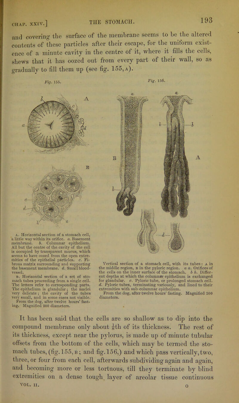 and covering the surface of the membrane seems to be the altered contents of these particles after their escape, for the uniform exist- ence of a minute cavity in the centre of it, whore it fills the cells, shews that it has oozed out from every part of their wall, so as gradually to fill them up (see fig. 155,a). Fig. 155. ise. A. Horizontal section of a stomach cell, a little way within its orifice, a. Basement membrane. b. Columnar epithelium. All but the centre of the cavity of the cell is occupied by transparent mucus, which seems to have oozed from the open extre- mities of the epithelial particles, e. Fi- brous matrix surrounding and supporting the basement membrane, d. Small blood- vessel. B. Horizontal section of a set of sto- mach tubes proceeding from a single cell. The letters refer to corresponding parts. The epithelium is glandular; the nuclei very delicate j the cavity of the tubes very small, and in some cases not visible. From the dog, after twelve hours’ fast- ing. Magnified 200 diameters. Vertical section of a stomach cell, with its tubes: a in the middle region, b in the pyloric region, a a. Orifices of the cells on the inner surface of the stomach, b b. Differ- ent depths at which the columnar epithelium is exchanged for glandular, e. Pyloric tube, or prolonged stomach cell. d. Pyloric tubes, terminating variously, and lined to their extremities with sub-columnar epithelium. From the dog, after twelve hours’ fasting. Magnified 200 diameters. It has been said that the cells are so shallow as to dip into the compound membrane only about l^th of its thickness. The rest of its thickness, except near the pylorus, is made up of minute tubular offsets from the bottom of the cells, which may be termed the sto- mach tubes, (fig. 155, b; and fig. 156,) and which pass vertically, two, three, or four from each cell, afterwards subdividing again and again, and becoming more or less tortuous, till they terminate by blind extremities on a dense tough, layer of areolar tissue continuous vor„ II. o