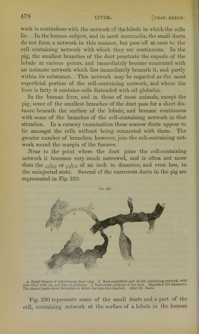 work is continuous with the network of the lobule in which the cells lie. In the human subject^ and in most mammalia, the small ducts do not form a network in this manner, hut pass off at once to the cell containing network with which they are continuous. In the pig, the smallest branches of the duct penetrate the capsule of the lobule at various points, and immediately become connected with an intimate network which lies immediately beneath it, and partly within its substance. This network may be regai’ded as the most superficial portion of the cell-containing network, and where the liver is fatty it contains cells distended with oil globules. In the human liver, and in those of most animals, except the pig, some of the smallest branches of the duct pass for a short dis- tance beneath the surface of the lobule, and become continuous with some of the branches of the cell-containing network in that situation. In a cursory examination these narrow ducts appear to lie amongst the cells without being conneeted with them. The greater number of branches, however, join the cell-containing net- work round the margin of the fissures. Near to the point where the duct joins the cell-containing network it becomes very much narrowed, and is often not more than the 4-0V0 VoVo of inch in diameter, and even less, in the uninjected state. Several of the narrowest ducts in the pig are represented in Fig. 229. Fig. 229. a. Small branch of interlobular duct—pig. b. Most superficial part of cell containing network, with cells filled with oil, and free oil globules, c. Narrowest portions of the duct. Magnified 215 diameters. The shaded parts show the points to which the Injection reached. After Dr. Beale. Fig. 230 represents some of the small ducts and a part of the cell, containing network at the surface of a lobule in the human