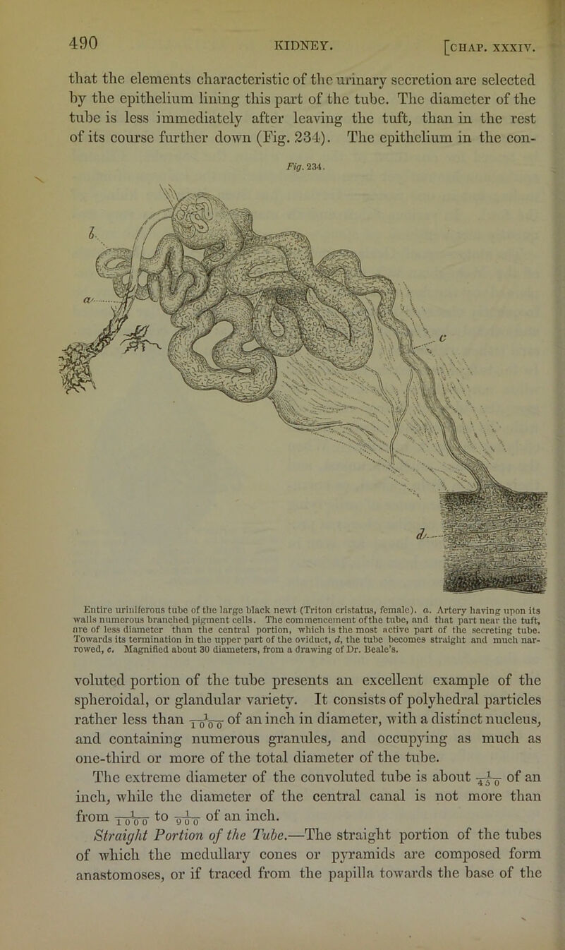 that the elements characteristic of the urinary secretion are selected hy the epithelium lining this part of the tube. The diameter of the tube is less immediately after leaving the tuft, than in the rest of its course further down (Fig. 234). The epithelium in the con- Fig. 234. rowed, c. Magnified about 30 diameters, from a drawing of Dr. Beale’s. voluted portion of the tube presents an excellent example of the spheroidal, or glandular variety. It consists of polyhedral particles rather less than ^ of an inch in diameter, with a distinct nucleus, and containing numerous granules, and occupying as much as one-third or more of the total diameter of the tube. The extreme diameter of the convoluted tube is about of an inch, while the diameter of the central canal is not more than from xVoW inch. Straight Portion of the Tube.—The straight portion of the tubes of which the medullary cones or pyramids are composed form anastomoses, or if traced from the papilla towards the base of the