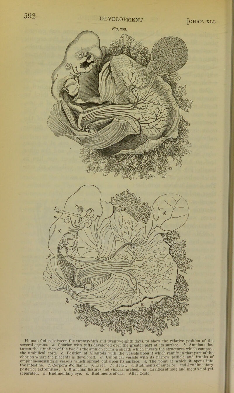 development [chap. XU Human foetus between the twenty-fifth and twenty-eiRhth days, to sliew the relative position of tiie several orprans. a. Chorion witli tufts developed over the (jreater part of its surfaeo. h. Amnion ; be- tween tlie situation of tiie two 6’s the amnion forms a slieath which invests tlie structures wliich compose the umbilical cord. c. Position of Allantois with tlie vessels upon it which ramify in that part of the chorion where tlie placenta is developed, d. Umbilical vesicle with its narrow pedicle and trunks of omphalo-mescnteric ve.sscls which spread out upon its surface, c. The point at which it opens into the intestine. /. Coqiora Wollflana. <7. Liver. A. Heart, f. Kudimentsof anterior; and A rudimentary posterior extremities. I. Hranchial fissures and visceral arches, m. Cavities of nose and mouth not yet separated, n. Rudimentary eye. 0. Rudiments of ear. After Coste.