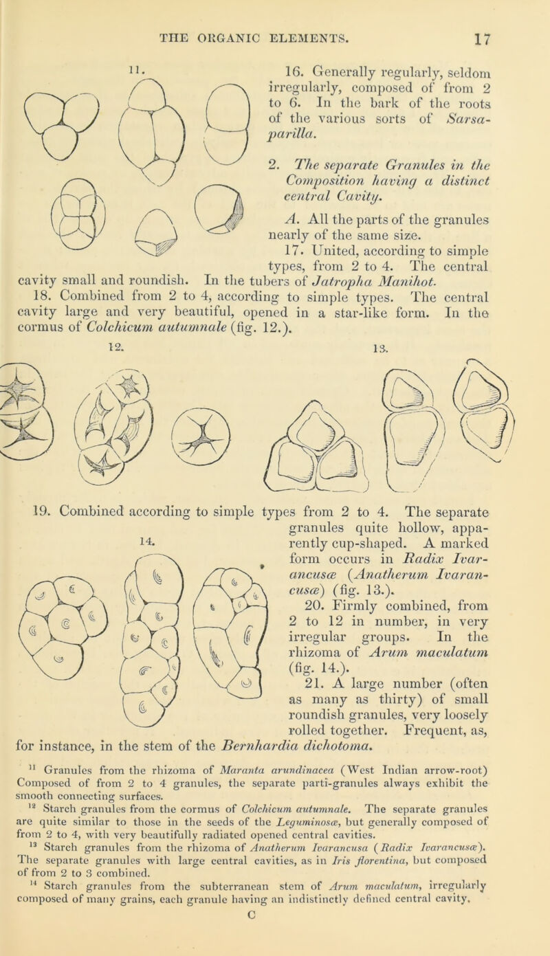 11 • 16. Generally regularly, seldom irregularly, composed of from 2 to 6. In the bark of the roots of the various sorts of Sarsa- parilla. 2. The separate Granules in the Composition having a distinct central Cavity. A. All the parts of the granules nearly of the same size. 17. United, according to simple types, from 2 to 4. The central cavity small and roundish. In the tubers of Jatropha Manihot. 18. Combined from 2 to 4, according to simple types. The central cavity large and very beautiful, opened in a star-like form. In the cormus of Colchicum autumnale (fig. 12.). 19. Combined according to simple types from 2 to 4. The separate granules quite hollow, appa- rently cup-shaped. A marked form occurs in Radix Ivar- ancusce (Anatlierum Ivaran- cusce) (fig. 13.). 20. Firmly combined, from 2 to 12 in number, in very irregular groups. In the rhizoma of Arum maculatum (fig. 14.). 21. A large number (often as many as thirty) of small roundish granules, very loosely rolled together. Frequent, as, for instance, in the stem of the Bernhardia dichotoma. 11 Granules from the rhizoma of Maranta arundinacea (West Indian arrow-root) Composed of from 2 to 4 granules, the separate parti-granules always exhibit the smooth connecting surfaces. 12 Starch granules from the cormus of Colchicum autumnale. The separate granules are quite similar to those in the seeds of the Leguminoscc, but generally composed of from 2 to 4, with very beautifully radiated opened central cavities. 13 Starch granules from the rhizoma of Anatlierum Ivaravcusa (Radix Icarancusa;'). The separate granules with large central cavities, as in Iris florentina, but composed of from 2 to 3 combined. 14 Starch granules from the subterranean stem of Arum maculatum, irregularly composed of many grains, each granule having an indistinctly defined central cavity. C 14.