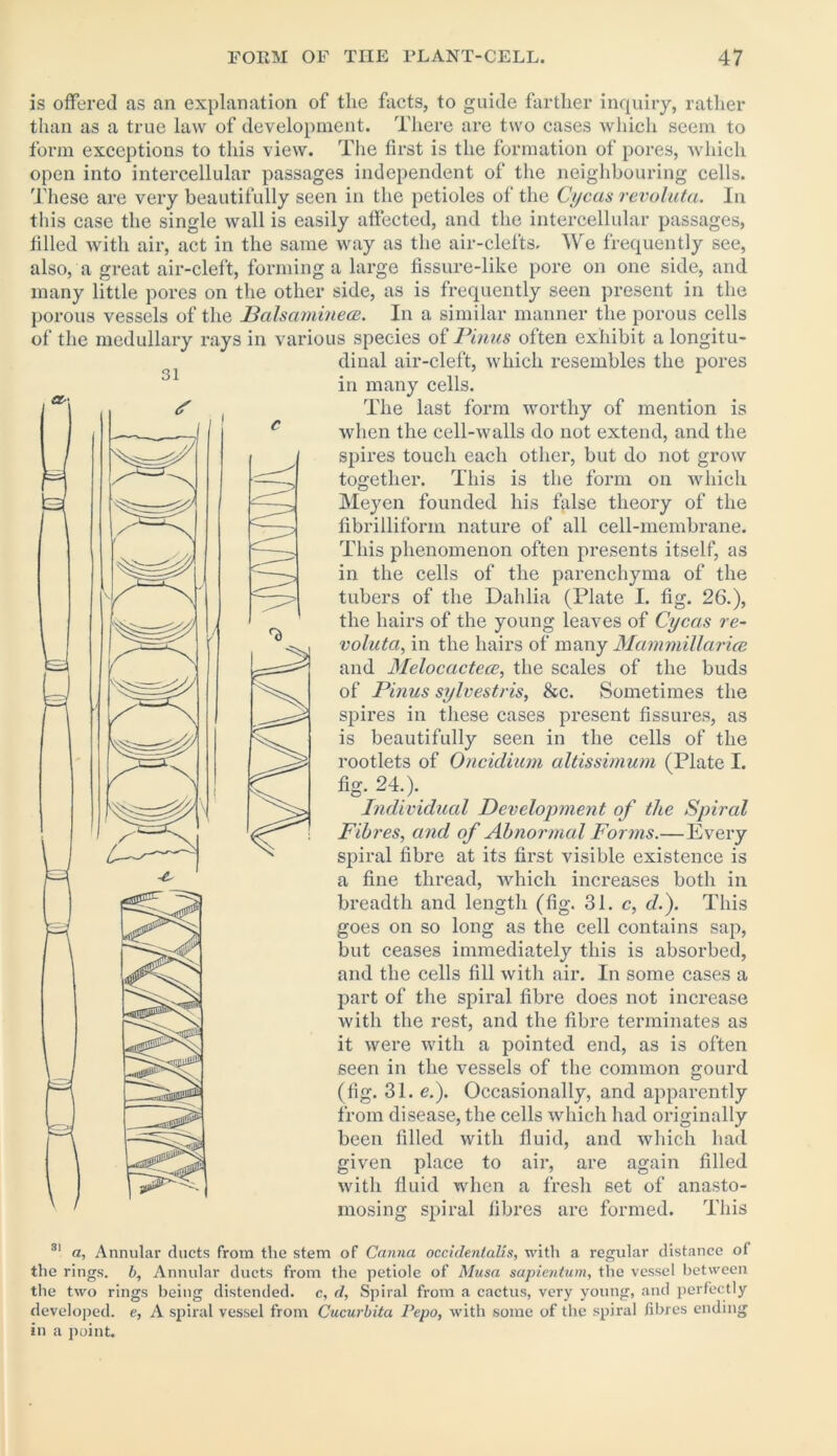 31 is offered as an explanation of the facts, to guide farther inquiry, rather than as a true law of development. There are two cases which seem to form exceptions to this view. The first is the formation of pores, which open into intercellular passages independent of the neighbouring cells. These are very beautifully seen in the petioles of the Cycas revoluta. In this case the single wall is easily affected, and the intercellular passages, tilled with air, act in the same way as the air-clefts. We frequently see, also, a great air-cleft, forming a large fissure-like pore on one side, and many little pores on the other side, as is frequently seen present in the porous vessels of the Balsamiiiece. In a similar manner the porous cells of the medullary rays in various species of Pinus often exhibit a longitu- dinal air-cleft, which resembles the pores in many cells. The last form worthy of mention is when the cell-walls do not extend, and the spires touch each other, but do not grow together. This is the form on which Meyen founded his false theory of the fibrilliform nature of all cell-membrane. This phenomenon often presents itself, as in the cells of the parenchyma of the tubers of the Dahlia (Plate I. fig. 26.), the hairs of the young leaves of Cycas re- voluta, in the hairs of many Mammillarice and Melocactece, the scales of the buds of Pinus sylvestris, &c. Sometimes the spires in these cases present fissures, as is beautifully seen in the cells of the rootlets of Oncidium altissimum (Plate I. fig. 24.). Individual Development of the Spiral Fibres, and of Abnormal Forms.—Every spiral fibre at its first visible existence is a fine thread, which increases both in breadth and length (fig. 31. c, d.). This goes on so long as the cell contains sap, but ceases immediately this is absorbed, and the cells fill with air. In some cases a part of the spiral fibre does not increase with the rest, and the fibre terminates as it were with a pointed end, as is often seen in the vessels of the common gourd (fig. 31. e.). Occasionally, and apparently from disease, the cells which had oi’iginally been filled with fluid, and which had given place to air, are again filled with fluid when a fresh set of anasto- mosing spiral fibres are formed. This 81 a, Annular ducts from the stem of Canna occidenlaUs, with a regular distance of the rings, b. Annular ducts from the petiole of Musa sapientum, the vessel between the two rings being distended, c, d, Spiral from a cactus, very young, and perfectly developed, e, A spiral vessel from Cucurbita Pepo, with some of the spiral fibres ending in a point.