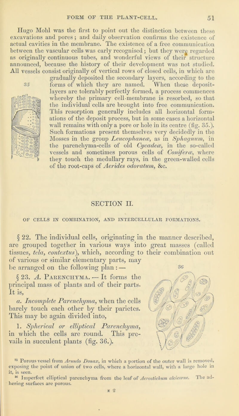 Hugo Molil was the first to point out the distinction between these excavations and pores ; and daily observation confirms the existence of actual cavities in the membrane. The existence of a free communication between the vascular cells was early recognised ; but they were regarded as originally continuous tubes, and wonderful views of their structure announced, because the history of their development was not studied. All vessels consist originally of vertical rows of closed cells, in which are gradually deposited the secondary layers, according to the forms of which they are named. When these deposit- layers are tolerably perfectly formed, a process commences whereby the primary cell-membrane is resorbed, so that the individual cells are brought into free communication. This resorption generally includes all horizontal form- ations of the deposit process, but in some cases a horizontal wall remains with only a pore or hole in its centre (fig. 35.). Such formations pi*esent themselves very decidedly in the Mosses in the group Leucophanece, as in Sphagnum, in the parenchyma-cells of old Cycadea, in the so-called vessels and sometimes porous cells of Coniferce, where they touch the medullary rays, in the green-walled cells of the root-caps of Aerides odoratum, &c. 35 SECTION II. OF CELLS IN COMBINATION, AND INTERCELLULAR FORMATIONS. § 22. The individual cells, originating in the manner described, are grouped together in various ways into great masses (called tissues, tela, contextus), which, according to their combination out of various or similar elementary parts, may be arranged on the following plan : — § 23. A. Parenchyma. — It forms the principal mass of plants and of their parts. It is, a. Incomplete Parenchyma, when the cells barely touch each other by their parietes. This may be again divided into, 1. Spherical or elliptical Parenchyma, in which the cells are round. This pre- vails in succulent plants (fig. 36.). 95 Porous vessel from Arunclo Doncix, in which a portion of the outer wall is removed, exposing the point of union of two cells, where a horizontal wall, with a large hole in it, is seen. 36 Imperfect elliptical parenchyma from the leaf of Acrostichum alcicorne. The ad- hering surfaces are porous.