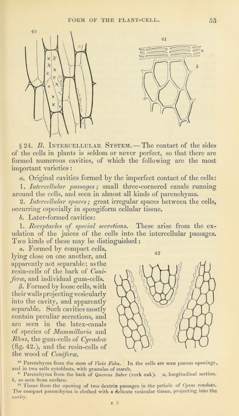 § 24. B. Intercellular System. — The contact of the sides of the cells in plants is seldom or never perfect, so that there are formed numerous cavities, of which the following are the most important varieties: a. Original cavities formed by the imperfect contact of the cells: 1. Intercellular passages; small three-cornered canals running around the cells, and seen in almost all kinds of parenchyma. 2. Liter cellular spaces; great irregular spaces between the cells, occurring especially in spongiform cellular tissue. b. Later-formed cavities: 1. Receptacles of special secretions. These arise from the ex- udation of the juices of the cells into the intercellular passages. Two kinds of these may be distinguished : «. Formed by compact cells, lying close on one another, and apparently not separable; as the resin-cells of the bark of Coni ferce, and individual gum-cells. (5. Formed by loose cells, with their walls projecting vesicularly into the cavity, and apparently separable. Such cavities mostly contain peculiar secretions, and are seen in the latex-canals of species of Mammillaria and Rhus, the gum-cells of Cycadece (fig. 42.), and the resin-cells of the wood of Conferee. 40 Parenchyma from the stem of Vicia Faba. In the cells are seen porous openings, and in two cells cytoblasts, with granules of starch. 41 Parenchyma from the bark of Quercus Suber (cork oak), a, longitudinal section. b, as seen from surface. 43 Tissue from the opening of two dextrin passages in the petiole of Cycas revoluta. The compact parenchyma is clothed with a delicate vesicular tissue, projecting into the cavity.