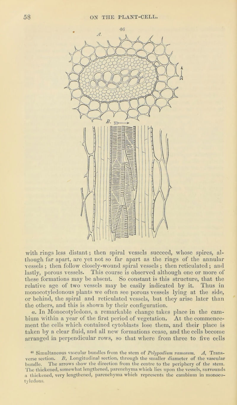 with rings less distant; then spiral vessels succeed, whose spires, al- though far apart, are yet not so far apart as the rings of the annular vessels ; then follow closely-wound spiral vessels ; then reticulated ; and lastly, porous vessels. This course is observed although one or more of these formations may be absent. So constant is this structure, that the relative age of two vessels may be easily indicated by it. Thus in monocotyledonous plants we often see porous vessels lying at the side, or behind, the spiral and reticulated vessels, but they arise later than the others, and this is shown by their configuration. a. In Monocotyledons, a remarkable change takes place in the cam- bium within a year of the first period of vegetation. At the commence- ment the cells which contained cytoblasts lose them, and their place is taken by a clear fluid, and all new formations cease, and the cells become arranged in perpendicular rows, so that where from three to five cells 46 Simultaneous vascular bundles from the stem of Polypodium ramosum. A, Trans- verse section. B, Longitudinal section, through the smaller diameter of the vascular bundle. The arrows show the direction from the centre to the periphery of the stem. The thickened, somewhat lengthened, parenchyma which lies upon the vessels, surrounds a thickened, very lengthened, parenchyma which represents the cambium in monoco- tyledons.