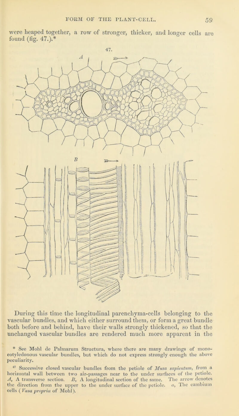 were heaped together, a row of stronger, thicker, and longer cells are found (iig. 47.).* 47. I During this time the longitudinal parenchyma-cells belonging to the vascular bundles, and which either surround them, or form a great bundle both before and behind, have their walls strongly thickened, so that the unchanged vascular bundles are rendered much more apparent in the * See Mohl de Palmarum Structura, where there are many drawings of mono- cotyledonous vascular bundles, but which do not express strongly enough the above peculiarity. 47 Successive closed vascular bundles from the petiole of Musa sapientum, from a horizontal wall between two air-passages near to the under surfaces of the petiole. A, A transverse section. B, A longitudinal section of the same. The arrow denotes the direction from the upper to the under surface of the petiole, a, The cambium cells ( Vasa propria of Mohl).