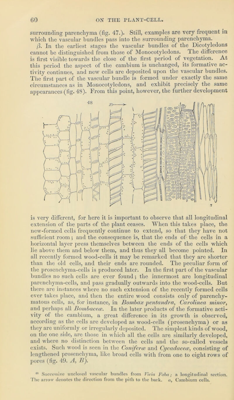 surrounding parenchyma (fig. 47.). Still, examples are very frequent in which the vascular bundles pass into the surrounding parenchyma. /?. In the earliest stages the vascular bundles of the Dicotyledons cannot be distinguished from those of Monocotyledons. The difference is first visible towards the close of the first period of vegetation. At this period the aspect of the cambium is unchanged, its formative ac- tivity continues, and new cells are deposited upon the vascular bundles. The first part of the vascular bundle is formed under exactly the same circumstances as in Monocotyledons, and exhibit precisely the same appearances (fig. 48). From this point, however, the further development is very different, for here it is important to observe that all longitudinal extension of the parts of the plant ceases. When this takes place, the new-formed cells frequently continue to extend, so that they have not sufficient room ; and the consequence is, that the ends of the cells in a horizontal layer press themselves between the ends of the cells which lie above them and below them, and thus they all become pointed. In all recently formed wood-cells it may be remarked that they are shorter than the old cells, and their ends are rounded. The peculiar form of the prosenchyma-cells is produced later. In the first part of the vascular bundles no such cells are ever found; the innermost are longitudinal parenchyma-cells, and pass gradually outwards into the wood-cells. But there are instances where no such extension of the recently formed cells ever takes place, and then the entire wood consists only of parenchy- matous cells, as, for instance, in Bombax pentandra, Carolinea minor, and perhaps all Bombaceee. In the later products of the formative acti- vity of the cambium, a great difference in its growth is observed, according as the cells are developed as wood-cells (prosenchyma) or as they are uniformly or irregularly deposited. The simplest kinds of wood, on the one side, are those in which all the cells are similarly developed, and where no distinction between the cells and the so-called vessels exists. Such wood is seen in the Coniferce and Cycadacece, consisting of lengthened prosenchyma, like broad cells Avitli from one to eight rows of pores (fig. 49. A, B). 4S Successive unclosed vascular bundles from Vida Faba; a longitudinal section. The arrow denotes the direction from the pith to the bark, a, Cambium cells.