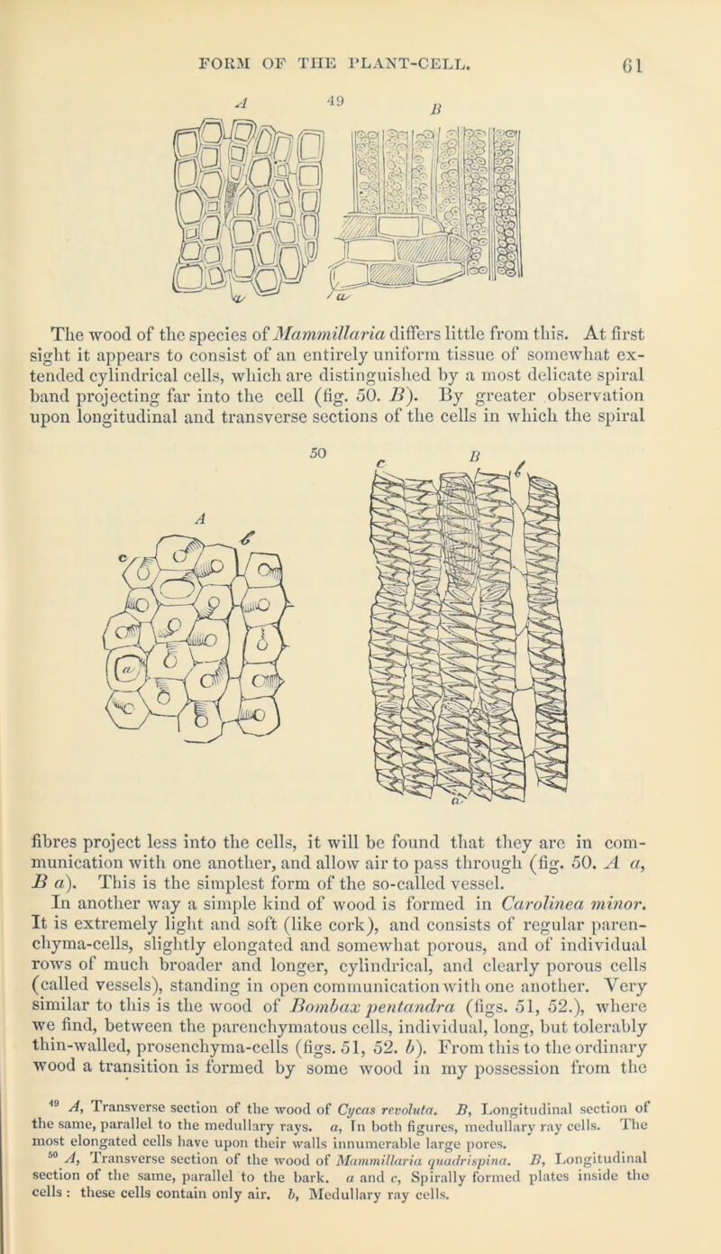 The wood of the species of Mammillaria differs little from this. At first sight it appears to consist of an entirely uniform tissue of somewhat ex- tended cylindrical cells, which are distinguished by a most delicate spiral band projecting far into the cell (fig. 50. B). By greater observation upon longitudinal and transverse sections of the cells in which the spiral fibres project less into the cells, it will be found that they are in com- munication with one another, and allow air to pass through (fig. 50. A a, B a). This is the simplest form of the so-called vessel. In another way a simple kind of wood is formed in Carolinea minor. It is extremely light and soft (like cork), and consists of regular paren- chyma-cells, slightly elongated and somewhat porous, and of individual rows of much broader and longer, cylindrical, and clearly porous cells (called vessels), standing in open communication with one another. Very similar to this is the wood of Bombax pentandra (figs. 51, 52.), where we find, between the parenchymatous cells, individual, long, but tolerably thin-walled, prosenchyma-cells (figs. 51, 52. b). From this to the ordinary wood a transition is formed by some wood in my possession from the 49 A, Transverse section of the wood of Cycas revoluta. B, Longitudinal section of the same, parallel to the medullary rays, a, In both figures, medullary ray cells. The most elongated cells have upon their walls innumerable large pores. 50 A, transverse section of the wood of Mammillaria quadrispina. B, Longitudinal section of the same, parallel to the bark, a and c, Spirally formed plates inside the cells : these cells contain only air. li, Medullary ray cells.