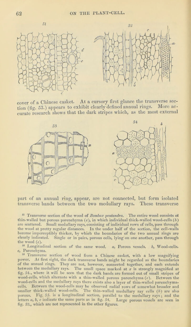 cover of a Chinese casket. At a cursory first glance the transverse sec- tion (fig. 53-) appears to exhibit clearly defined annual rings. More ac- curate research shows that the dark stripes which, as the most external part of an annual ring, appear, are not connected, but form isolated transverse bands between the two medullary rays. These transverse 51 Transverse section of the wood of Bombax pentandra. The entire wood consists ot thin-walled but porous parenchyma (c), in which individual thick-walled wood-cells (5) are scattered. Small medullary rays, consisting of individual rows of cells, pass through the wood at pretty regular distances. In the under half of the section, the cell-walls become imperceptibly thicker, by which the boundaries of the two annual rings are clearly indicated. Single or in pairs, porous cells, lying on one another, pass through the wood (c). 52 Longitudinal section of the same wood. a, Porous vessels. b, Wood-cells, c, Parenchyma. 53 1 ransverse section of wood from a Chinese casket, with a low magnifying power. At first sight, the dark transverse bands might be regarded as the boundaries of the annual rings. They are not, however, connected together, and each extends between the medullary rays. The small space marked at x is strongly magnified at fig. .54., where it will be seen that the dark bands are formed out of small stripes of wood-cells, which alternate with a thin-walled porous parenchyma (c). Between the wood-cells and the medullary rays there exists also a layer of thin-walled parenchyma- cells. Between the wood-cells may be observed radial rows of somewhat broader and smaller thick-walled wood-cells. The thin-walled medullary ray cells (b) are also porous. Fig. 55. is a longitudinal section, parallel to the medullary rays ; and the letters a, b, c indicate the same parts as in fig. 54. Large porous vessels are seen in fig. 53., which are not represented in the other figures.