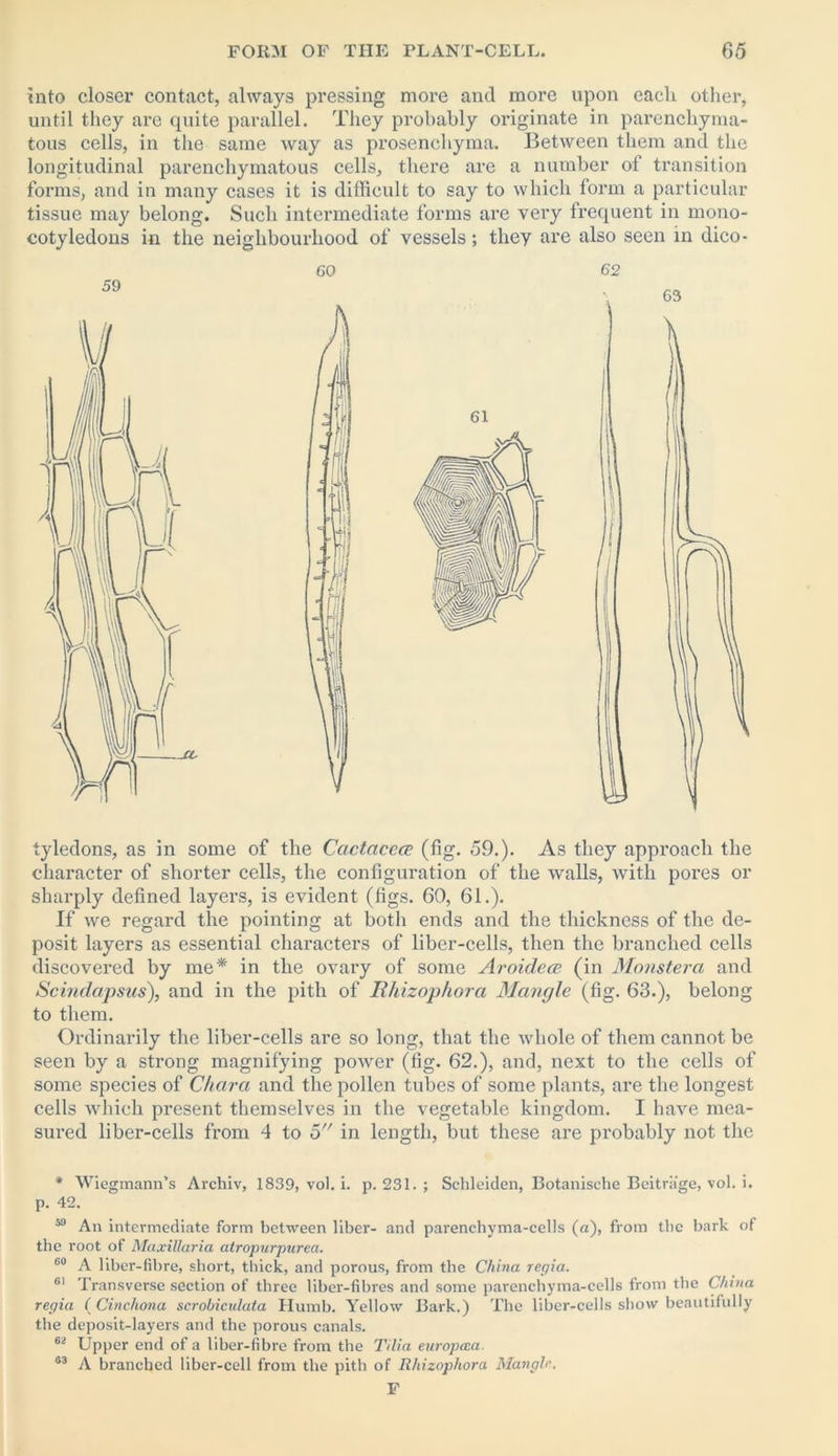 into closer contact, always pressing more and more upon each other, until they are quite parallel. They probably originate in parencliyma- tous cells, in the same way as prosenchyma. Between them and the longitudinal parenchymatous cells, there are a number of transition forms, and in many cases it is difficult to say to which form a particular tissue may belong. Such intermediate forms are very frequent in mono- cotyledons in the neighbourhood of vessels; they are also seen in dico- 60 62 tyledons, as in some of the Cactacece (fig. 59.). As they approach the character of shorter cells, the configuration of the walls, with pores or sharply defined layers, is evident (figs. 60, 61.). If we regard the pointing at both ends and the thickness of the de- posit layers as essential characters of liber-cells, then the branched cells discovered by me* in the ovary of some Aroideoe (in Monstera and Scindapsus), and in the pith of Rhizophora Mangle (fig. 63.), belong to them. Ordinarily the liber-cells are so long, that the whole of them cannot be seen by a strong magnifying power (fig. 62.), and, next to the cells of some species of Char a and the pollen tubes of some plants, are the longest cells which present themselves in the vegetable kingdom. I have mea- sured liber-cells from 4 to 5 in length, but these are pi'obably not the * Wiegmann's Archiv, 1839, vol. i. p. 231. ; Schleiden, Botanisehe Beitrage, vol. i. p. 42. 59 An intermediate form between liber- and parenchyma-cells (a), from the bark of the root of Maxillaria atropurpurea. 60 A liber-fibre, short, thick, and porous, from the China regia. 61 Transverse section of three liber-fibres and some parenchyma-cells from the China regia ( Cinchona scrobiculata Humb. Yellow Bark.) The liber-cells show beautifully the deposit-layers and the porous canals. 62 Upper end of a liber-fibre from the Tilia europcea. 63 A branched liber-cell from the pith of Rhizophora Mangle. F