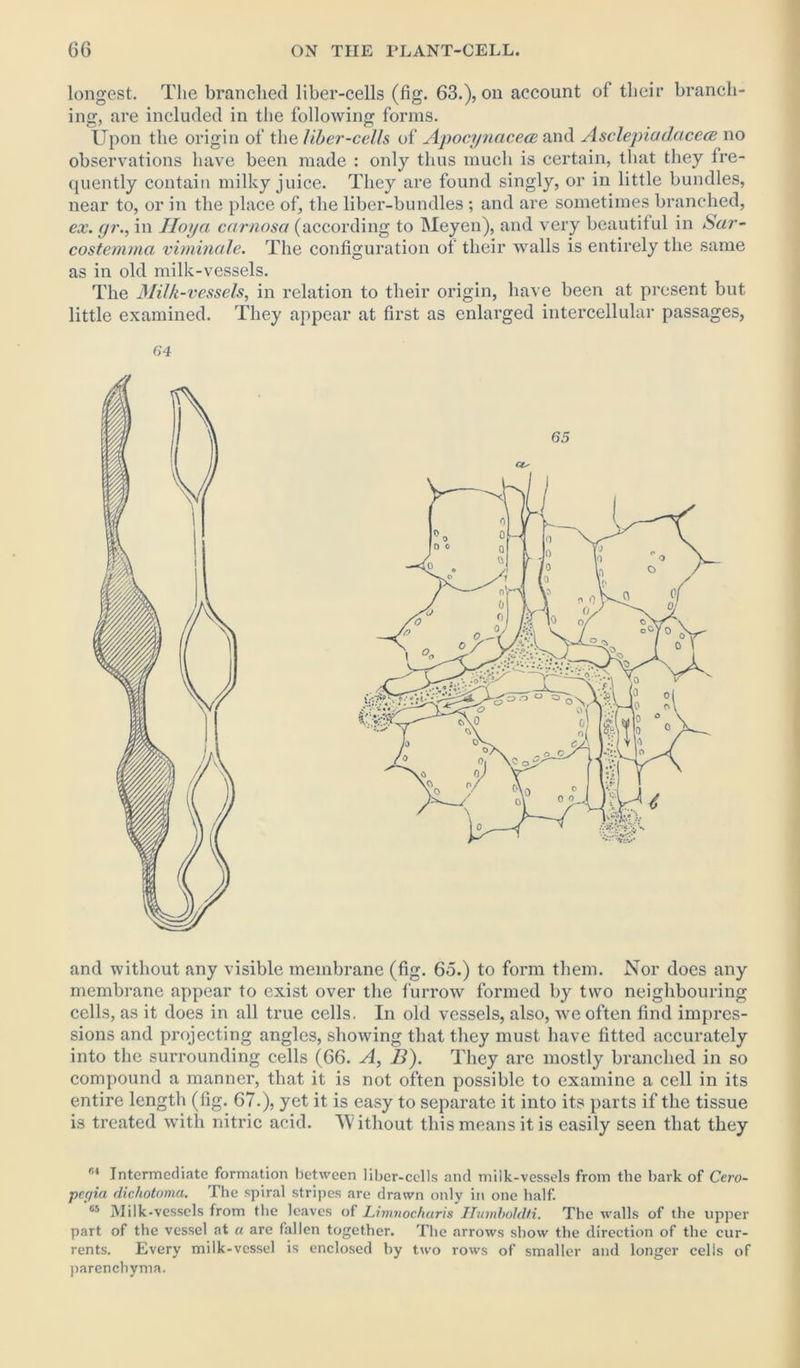 longest. The branched liber-cells (fig. 63.), on account of their branch- ing, are included in the following forms. Upon the origin of the liber-cells of Apocynacece and Asclepiadacece no observations have been made : only thus much is certain, that they fre- quently contain milky juice. They are found singly, or in little bundles, near to, or in the place of, the liber-bundles ; and are sometimes branched, ex. gr., in Hoya carnosa (according to Meyen), and very beautiful in Sar- costemma viminale. The configuration of their walls is entirely the same as in old milk-vessels. The Milk-vessels, in relation to their origin, have been at present but little examined. They appear at first as enlarged intercellular passages, 64 and without any visible membrane (fig. 65.) to form them. Nor does any membrane appear to exist over the furrow formed by two neighbouring cells, as it does in all true cells. In old vessels, also, we often find impres- sions and projecting angles, showing that they must have fitted accurately into the surrounding cells (66. A, B). They are mostly branched in so compound a manner, that it is not often possible to examine a cell in its entire length (fig. 67.), yet it is easy to separate it into its parts if the tissue is treated with nitric acid. W ithout this means it is easily seen that they r,i Intermediate formation between liber-cells and milk-vessels from the bark of Cero- pegia dichotoma. The spiral stripes are drawn only in one half. 65 Milk-vessels from the leaves of Limnocharis Humboldti. The walls of the upper part of the vessel at a are fallen together. The arrows show the direction of the cur- rents. Every milk-vessel is enclosed by two rows of smaller and longer cells of parenchyma.