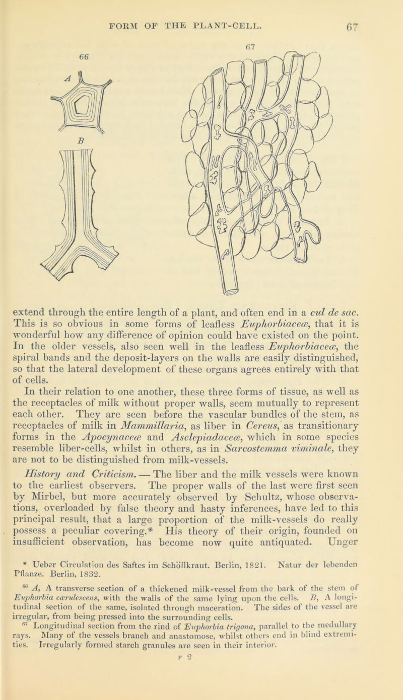 \ 1 B 66 extend through the entire length of a plant, and often end in a cul de sac. This is so obvious in some forms of leafless Eupliorbiacecc, that it is wonderful how any difference of opinion could have existed on the point. In the older vessels, also seen well in the leafless Euphorbiacem, the spiral bands and the deposit-layers on the walls are easily distinguished, so that the lateral development of these organs agrees entirely with that of cells. In their relation to one another, these three forms of tissue, as well as the receptacles of milk without proper walls, seem mutually to represent each other. They are seen before the vascular bundles of the stem, as receptacles of milk in Mammillaria, as liber in Cereus, as transitionary forms in the Apocynacece and Asclepiadacece, which in some species resemble liber-cells, whilst in others, as in Sarcostcmma viminale, they are not to be distinguished from milk-vessels. History and Criticism. — The liber and the milk vessels were known to the earliest observers. The proper walls of the last were first seen by Mirbel, but more accurately observed by Schultz, whose observa- tions, overloaded by false theory and hasty inferences, have led to this principal result, that a large proportion of the milk-vessels do really possess a peculiar covering.* His theory of their origin, founded on insufficient observation, has become now quite antiquated. Unger * Ueber Circulation des Saftes im Schollkraut. Berlin, 1821. Natur der lebenden Pflanze. Berlin, 1832. 66 A, A transverse section of a thickened milk-vessel from the bark of the stem of Euphorbia carulescens, with the walls of the same lying upon the cells. B, A longi- tudinal section of the same, isolated through maceration. The sides of the vessel are irregular, from being pressed into the surrounding cells. 67 Longitudinal section from the rind of Euphorbia trigona, parallel to the medullary rays. Many of the vessels branch and anastomose, whilst others end in blind extremi- ties. Irregularly formed starch granules are seen in their interior.