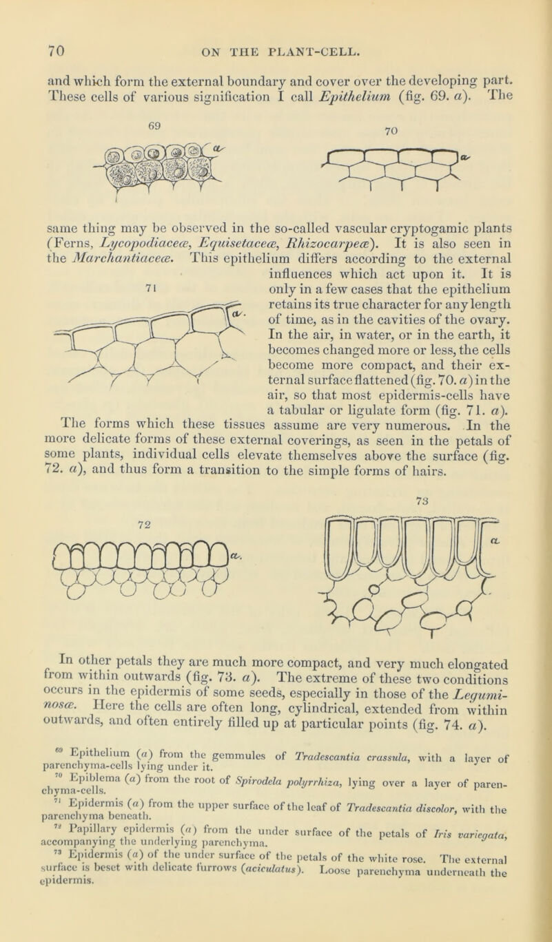 and which form the external boundary and cover over the developing part. These cells of various signification I call Epithelium (fig. 69. a). The same thing may be observed in the so-called vascular cryptogamic plants (Ferns, Lycopodiacece, Equisetacece, Rhizocarpece). It is also seen in the Marchantiacece. This epithelium differs according to the external influences which act upon it. It is only in a few cases that the epithelium retains its true character for any length of time, as in the cavities of the ovary. In the air, in water, or in the earth, it becomes changed more or less, the cells become more compact, and their ex- ternal surface flattened (fig. 70. a) in the air, so that most epidermis-cells have a tabular or ligulate form (fig. 71. a). The forms which these tissues assume are very numerous. In the more delicate forms of these external coverings, as seen in the petals of some plants, individual cells elevate themselves above the surface (fig. 72. a), and thus form a transition to the simple forms of hairs. 71 In other petals they are much more compact, and very much elongated from within outwards (fig. 73. a). The extreme of these two conditions occurs in the epidermis of some seeds, especially in those of the Legumi- nosce. Here the cells are often long, cylindrical, extended from within outwards, and often entirely filled up at particular points (fig. 74. a). Epithelium (a) from the gemmules of Tradescantia crassula, with a layer of parenchyma-cells lying under it. Epiblema (a) from the root of Spirodela polyrrhiza, lying over a layer of paren- chyma-cells. J 1 Epidermis (a) from the upper surface of the leaf of Tradescantia discolor, with the parenchyma beneath.  PaPnl.ary epidcirnis (a) from the under surface of the petals of Iris variegata, accompanying the underlying parenchyma. 73 Epidermis (a) of the under surface of the petals of the white rose. The external surface is beset with delicate furrows (aciculatus). Loose parenchyma underneath the epidermis.