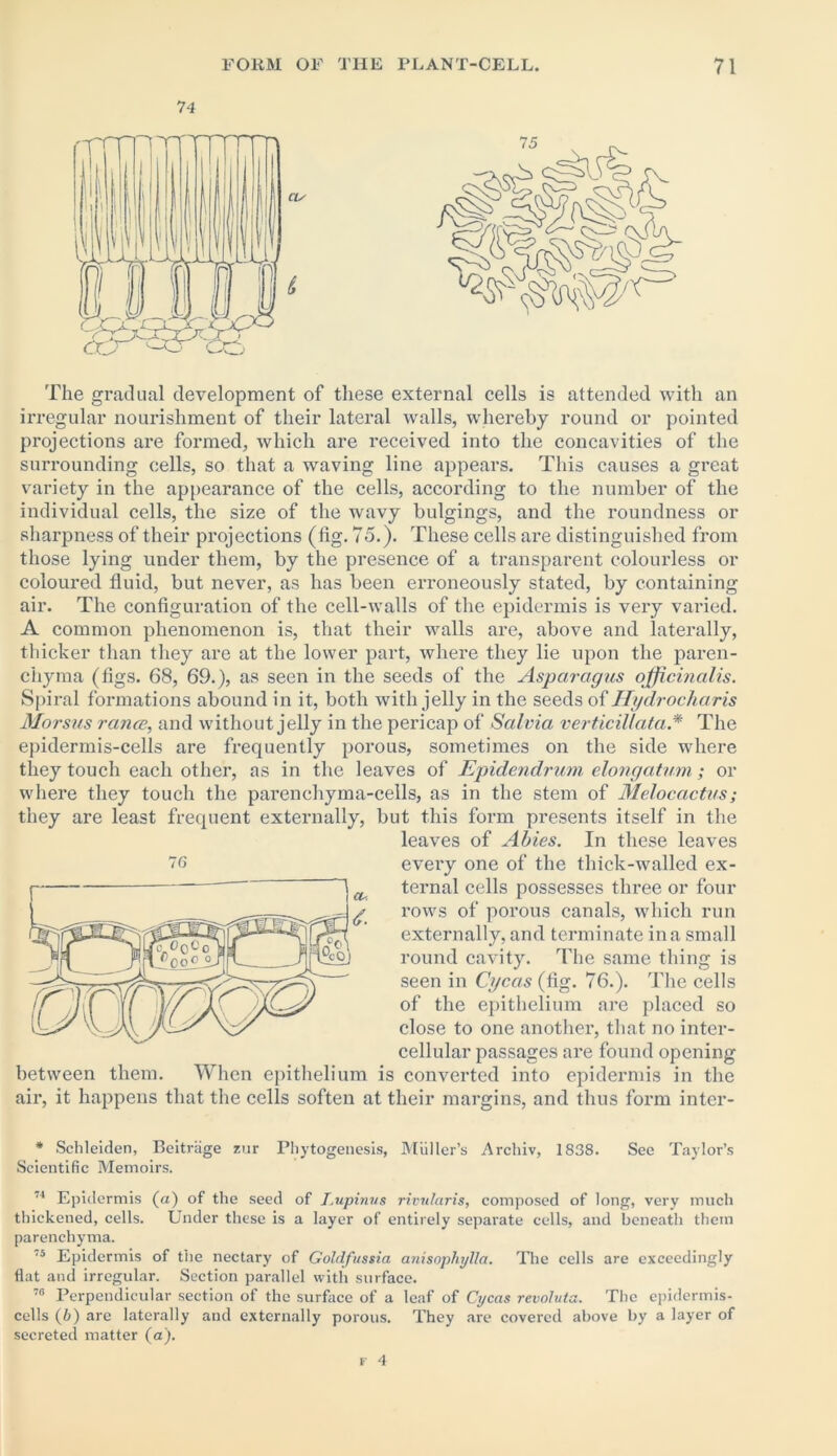 The gradual development of these external cells is attended with an irregular nourishment of their lateral walls, whereby round or pointed projections are formed, which are received into the concavities of the surrounding cells, so that a waving line appears. This causes a great variety in the appearance of the cells, according to the number of the individual cells, the size of the wavy bulgings, and the roundness or sharpness of their projections (fig. 75.). These cells are distinguished from those lying under them, by the presence of a transparent colourless or coloured fluid, but never, as has been erroneously stated, by containing air. The configuration of the cell-walls of the epidermis is very varied. A common phenomenon is, that their walls are, above and laterally, thicker than they are at the lower part, where they lie upon the paren- chyma (figs. 68, 69.), as seen in the seeds of the Asparagus officinalis. Spiral formations abound in it, both with jelly in the seeds of Ilydrocharis Morsus ranee, and without jelly in the pericap of Salvia verticillata.* The epidermis-cells are frequently porous, sometimes on the side where they touch each other, as in the leaves of Epidendrum elongatum; or where they touch the parenchyma-cells, as in the stem of Melocactus; they are least frequent externally, but this form presents itself in the leaves of Abies. In these leaves every one of the thick-walled ex- ternal cells possesses three or four rows of porous canals, which run externally, and terminate in a small round cavity. The same thing is seen in Cycas (fig. 76.). The cells of the epithelium are placed so close to one another, that no inter- cellular passages are found opening between them. When epithelium is converted into epidermis in the air, it happens that the cells soften at their margins, and thus form inter- 76 cu t. * Schleiden, Beitrage zur Phytogenesis, Muller’s Archiv, 1838. See Taylor’s Scientific Memoirs. 74 Epidermis (a) of the seed of Lupinus rivulciris, composed of long, very much thickened, cells. Under these is a layer of entirely separate cells, and beneath them parenchyma. ‘s Epidermis of the nectary of Goldfussia anisopliylla. The cells are exceedingly flat and irregular. Section parallel with surface. 70 Perpendicular section of the surface of a leaf of Cycas revoluta. The epidermis- cells (b) are laterally and externally porous. They are covered above by a layer of secreted matter (a).