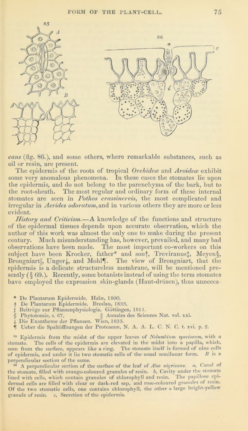 85 cans (fig. 86.), and some others, where remarkable substances, such as oil or resin, are present. The epidermis of the roots of tropical Orchidece and Aroidece exhibit some very anomalous phenomena. In these cases the stomates lie upon the epidermis, and do not belong to the parenchyma of the bark, but to the root-sheath. The most regular and ordinary form of these internal stomates are seen in Pothos crassinervis, the most complicated and irregular in Aerides odoratum, and in various others they are more or less evident. History and Criticism.—A knowledge of the functions and structure of the epidermal tissues depends upon accurate observation, which the author of this work was almost the only one to make during the present century. Much misunderstanding lias, however, prevailed, and many bad observations have been made. The most important co-workers on this subject have been Krocker, father* and sonf, TreviranusJ, Meyen§, Brongniart||, Ungerj., and Molil^f. The view of Brongniart, that the epidermis is a delicate structureless membrane, will be mentioned pre- sently ( § 69.). Recently, some botanists instead of using the term stomates have employed the expression skin-glands (Haut-driisen), thus unneces- * De Plantarum Epidermide. Halse, 1800. f De Plantarum Epidermide. Breslau, 1833. | Beitriige zur Pflanzenphysiologie. Gottingen, 1811. § Phytotomie, s. 67. || Annales des Sciences Nat. vol. xxi. | Die Exantheme der Pflanzen. Wien, 1833. II Ueber die Spaltoffhungen der Proteacea?, N. A. A. L. C. N. C. t. xvi. p. 2. 85 Epidermis from the midst of the upper leaves of Nelumbium speciostim, with a stomate. The cells of the epidermis are elevated in the midst into a papilla, which, seen from the surface, appears like a ring. The stomate itself is formed of nine cells of epidermis, and under it lie two stomatic cells of the usual semilunar form. B is a perpendicular section of the same. 86 A perpendicular section of the surface of the leaf of Aloe nigricans, a, Canal of the stomate, filled with orange-coloured granules of resin, b, Cavity under the stomate lined with cells, which contain granules of chlorophyll and resin. The papillose epi- dermal cells are filled with clear or dark-red sap, and rose-coloured granules of resin. Of the two stomatic cells, one contains chlorophyll, the other a large bright-yellow granule of resin, c, Secretion of the epidermis.
