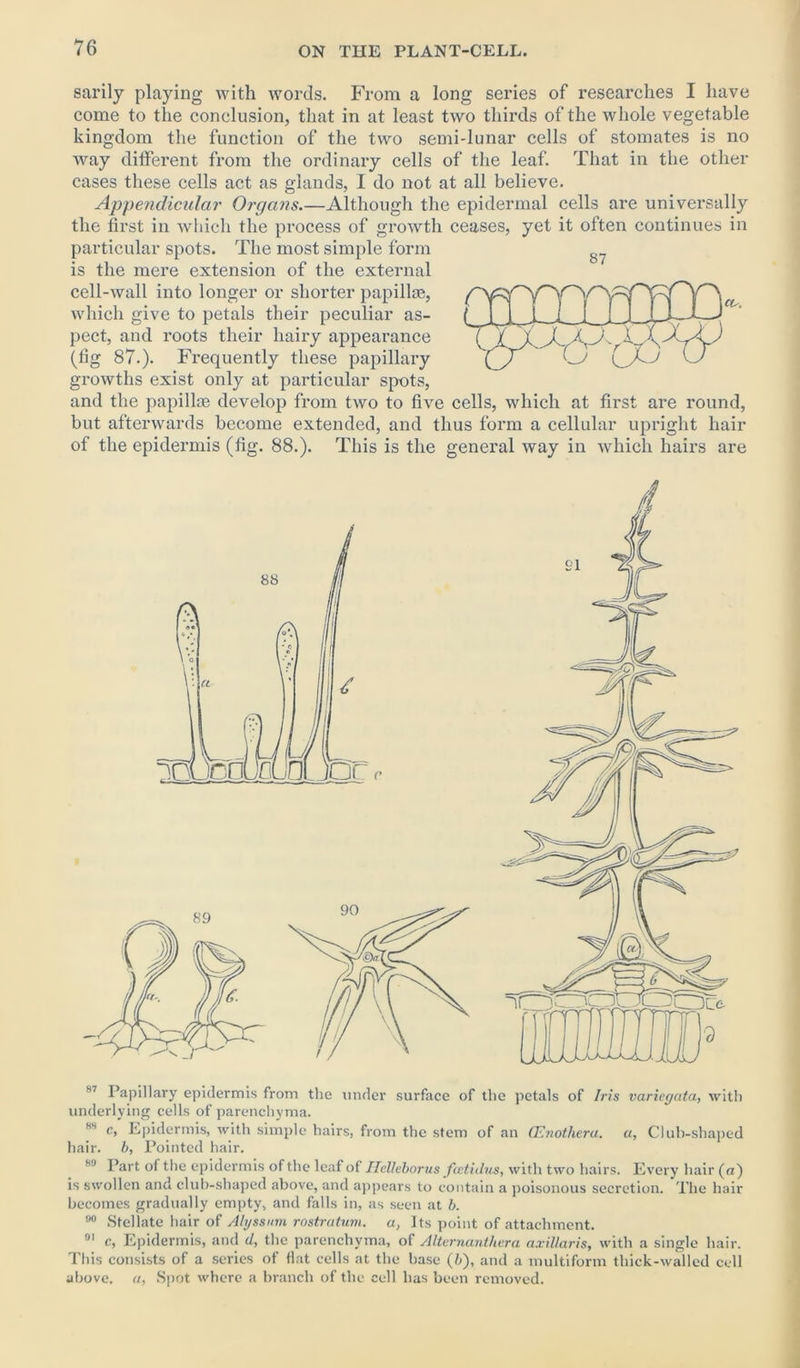 sarily playing with words. From a long series of researches I have come to the conclusion, that in at least two thirds of the whole vegetable kingdom the function of the two semi-lunar cells of stomates is no way different from the ordinary cells of the leaf. That in the other cases these cells act as glands, I do not at all believe. Appendicular Organs.—Although the epidermal cells are universally the first in which the process of growth ceases, yet it often continues in particular spots. The most simple form is the mere extension of the external cell-wall into longer or shorter papillae, which give to petals their peculiar as- pect, and roots their hairy appearance (fig 87.). Frequently these papillary growths exist only at particular spots, and the papillae develop from two to five cells, which at first are round, but afterwards become extended, and thus form a cellular upright hair of the epidermis (fig. 88.). This is the general way in which hairs are 87 H7 Papillary epidermis from the under surface of the petals of Iris varicgata, with underlying cells of parenchyma. 88 c, Epidermis, with simple hairs, from the stem of an CEnotheru. a. Club-shaped hair, b, Pointed hair. 88 Part of the epidermis of the leaf of Ilclleborus fvetidus, with two hairs. Every hair (ot) is swollen and club-shaped above, and appears to contain a poisonous secretion. The hair becomes gradually empty, and falls in, as seen at b. 90 Stellate hair of Alyssum rostratum. a, Its point of attachment. 91 c, Epidermis, and d, the parenchyma, of Alternanthera axillaris, with a single hair. This consists of a series of flat cells at the base (b), and a multiform tliick-walled cell above, a, Spot where a branch of the cell has been removed.