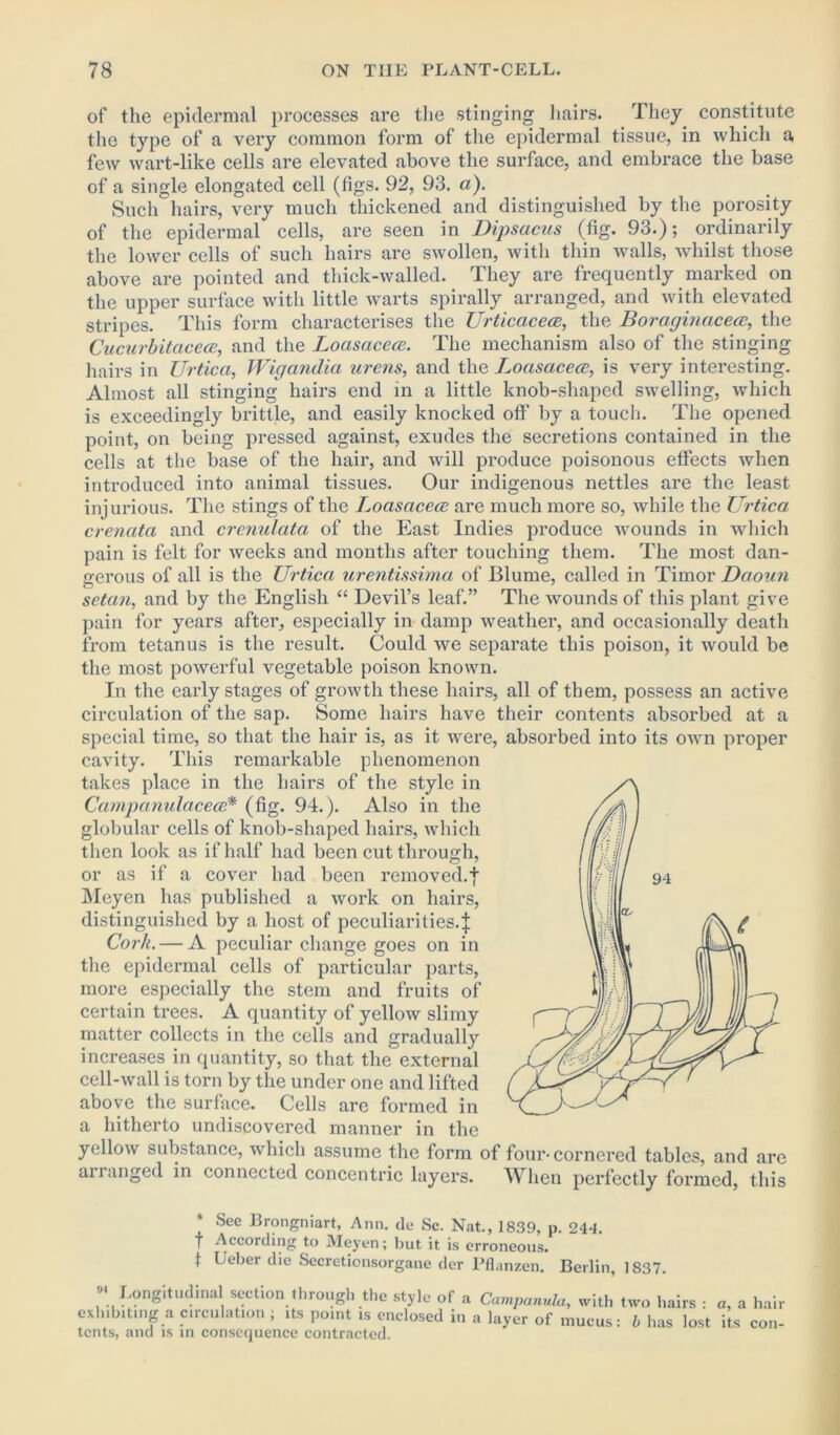 of the epidermal processes are the stinging hairs. They constitute the type of a very common form of the epidermal tissue, in which a few wart-like cells are elevated above the surface, and embrace the base of a single elongated cell (figs. 92, 93. a). Such hairs, very much thickened and distinguished by the porosity of the epidermal cells, are seen in Dipsacus (fig. 93.); ordinarily the lower cells of such hairs are swollen, with thin walls, whilst those above are pointed and thick-walled. They are frequently marked on the upper surface with little warts spirally arranged, and with elevated stripes. This form characterises the Urticacea, the Boraginacece, the CucurbitaceoB, and the Loasaceat. The mechanism also of the stinging hairs in Urtica, Wigandia urens, and the Loasacece, is very interesting. Almost all stinging hairs end in a little knob-shaped swelling, which is exceedingly brittle, and easily knocked off by a touch. The opened point, on being pressed against, exudes the secretions contained in the cells at the base of the hair, and will produce poisonous effects when introduced into animal tissues. Our indigenous nettles are the least injurious. The stings of the Loasacece are much more so, while the Urtica crenata and crenulata of the East Indies produce wounds in which pain is felt for weeks and months after touching them. The most dan- gerous of all is the Urtica urentissima of Blume, called in Timor Daoun setan, and by the English “ Devil’s leaf.” The wounds of this plant give pain for years after, especially in damp weather, and occasionally death from tetanus is the result. Could we separate this poison, it would be the most powerful vegetable poison known. In the early stages of growth these hairs, all of them, possess an active circulation of the sap. Some hairs have their contents absorbed at a special time, so that the hair is, as it were, absorbed into its own proper cavity. This remarkable phenomenon takes place in the hairs of the style in Campanulacece* (fig. 94.). Also in the globular cells of knob-shaped hairs, which then look as if half had been cut through, or as if a cover had been removed.! Meyen has published a work on hairs, distinguished by a host of peculiarities-! Cork. — A peculiar change goes on in the epidermal cells of particular parts, more especially the stem and fruits of certain trees. A quantity of yellow slimy matter collects in the cells and gradually increases in quantity, so that the external cell-wall is torn by the under one and lifted above the surface. Cells are formed in a hitherto undiscovered manner in the yellow substance, which assume the form of four-cornered tables, and are arranged in connected concentric layers. When perfectly formed, this * See Brongniart, Ann. de Sc. Nat., 1839, p. 244. f According to Meyen; but it is erroneous, t Leber die Secretionsorgane der Pflanzen. Berlin, 1837. 91 Longitudinal section through the style of a exhibiting a circulation ; its point is enclosed in tents, and is in consequence contracted. Campanula, with two hairs : a, a hair a layer of mucus: b has lost its con-