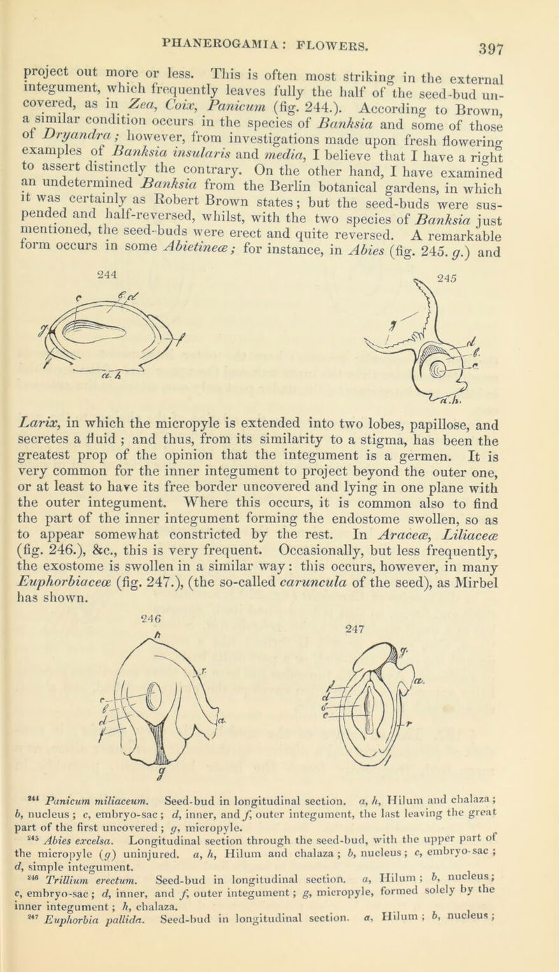 project out more or less. This is often most striking in the external integument, which frequently leaves fully the half of the seed-bud un- covered, as m Zea, Coix, Panicum (fig. 244.). According to Brown a similar condition occurs in the species of Banksia and some of those ot Dryandra; however, from investigations made upon fresh flowering- examples ot Banksia insularis and media, I believe that I have a right to assert distinctly the contrary. On the other hand, I have examined an undetermined Banksia from the Berlin botanical gardens, in which it was certainly as Robert Brown states; but the seed-buds were sus- pended and half-reversed, whilst, with the two species of Banksia just mentioned, the seed-buds were erect and quite reversed. A remarkable torm occurs in some Abietinea; for instance, in Abies (fig. 245. g.) and Larix, in which the micropyle is extended into two lobes, papillose, and secretes a fluid ; and thus, from its similarity to a stigma, has been the greatest prop of the opinion that the integument is a germen. It is very common for the inner integument to project beyond the outer one, or at least to have its free border uncovered and lying in one plane with the outer integument. Where this occurs, it is common also to find the part of the inner integument forming the endostome swollen, so as to appear somewhat constricted by the rest. In Araceee, Liliacece (fig. 246.), &c., this is very frequent. Occasionally, but less frequently, the exostome is swollen in a similar way: this occurs, however, in many Euphorbiacece (fig. 247.), (the so-called caruncula of the seed), as Mirbel has shown. 24 6 247 844 Panicum miliaceum. Seed-bud in longitudinal section, a, h, Hilum and chalaza; b, nucleus ; c, embryo-sac; d, inner, and/, outer integument, the last leaving the great part of the first uncovered ; y, micropyle. i4s Abies excelsa. Longitudinal section through the seed-hud, with the upper part of the micropyle (p) uninjured, a, h, Hilum and chalaza; b, nucleus; c, embryo-sac ; d, simple integument. *46 Trillium erectum. Seed-hud in longitudinal section. a, Hilum; b, nucleus, c, embryo-sac ; d, inner, and f, outer integument; g, micropyle, formed solely by the inner integument; h, chalaza. 847 Euphorbia pallida. Seed-hud in longitudinal section, a, Hilum; b, nucleus;