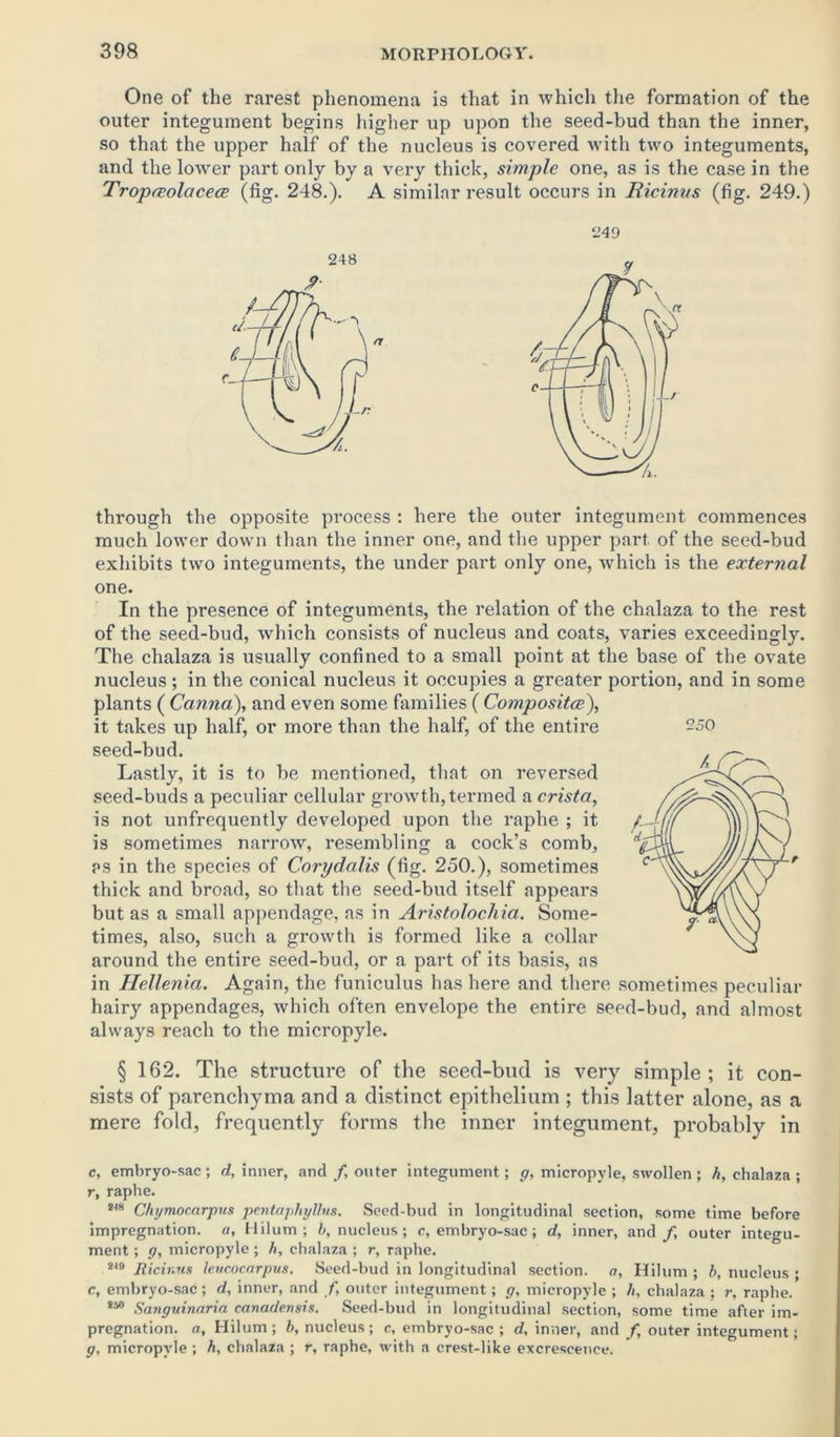 One of the rarest phenomena is that in which the formation of the outer integument begins higher up upon the seed-bud than the inner, so that the upper half of the nucleus is covered with two integuments, and the lower part only by a very thick, simple one, as is the case in the Tropceolacece (fig. 248.). A similar result occurs in Bicinus (fig. 249.) through the opposite process : here the outer integument commences much lower down than the inner one, and the upper part, of the seed-bud exhibits two integuments, the under part only one, which is the external one. In the presence of integuments, the relation of the chalaza to the rest of the seed-bud, which consists of nucleus and coats, varies exceedingly. The chalaza is usually confined to a small point at the base of the ovate nucleus ; in the conical nucleus it occupies a greater portion, and in some plants ( Canna), and even some families ( Compositce), it takes up half, or more than the half, of the entire seed-bud. Lastly, it is to be mentioned, that on reversed seed-buds a peculiar cellular growth, termed a crista, is not unfrequently developed upon the raphe ; it is sometimes narrow, resembling a cock’s comb, as in the species of Corydalis (fig. 250.), sometimes thick and broad, so that the seed-bud itself appears but as a small appendage, as in Aristolochia. Some- times, also, such a growth is formed like a collar around the entire seed-bud, or a part of its basis, as in IIelle?iia. Again, the funiculus has here and there sometimes peculiar hairy appendages, which often envelope the entire seed-bud, and almost always reach to the micropyle. § 162. The structure of the seed-bud is very simple; it con- sists of parenchyma and a distinct epithelium ; this latter alone, as a mere fold, frequently forms the inner integument, probably in c, embryo-sac ; d, inner, and f outer integument; g, micropyle, swollen ; h, chalaza ; r, raphe. W8 Chymocarpus pentaphyUus. Seed-bud in longitudinal section, some time before impregnation, a, Hilum; 5, nucleus; c, embryo-sac; d, inner, and/, outer integu- ment ; g, micropyle ; h, chalaza ; r, raphe. W9 RicirMS ieucocarpus. Seed-bud in longitudinal section, a, Hilum ; b, nucleus ; c, embryo-sac; d, inner, and /, outer integument; g, micropyle ; li, chalaza ; r, raphe. 850 Sanguinaria canadensis. Seed-bud in longitudinal section, some time after im- pregnation. a, Hilum; b, nucleus; c, embryo-sac ; d, inner, and / outer integument; g, micropyle; h, chalaza ; r, raphe, with a crest-like excrescence. 250