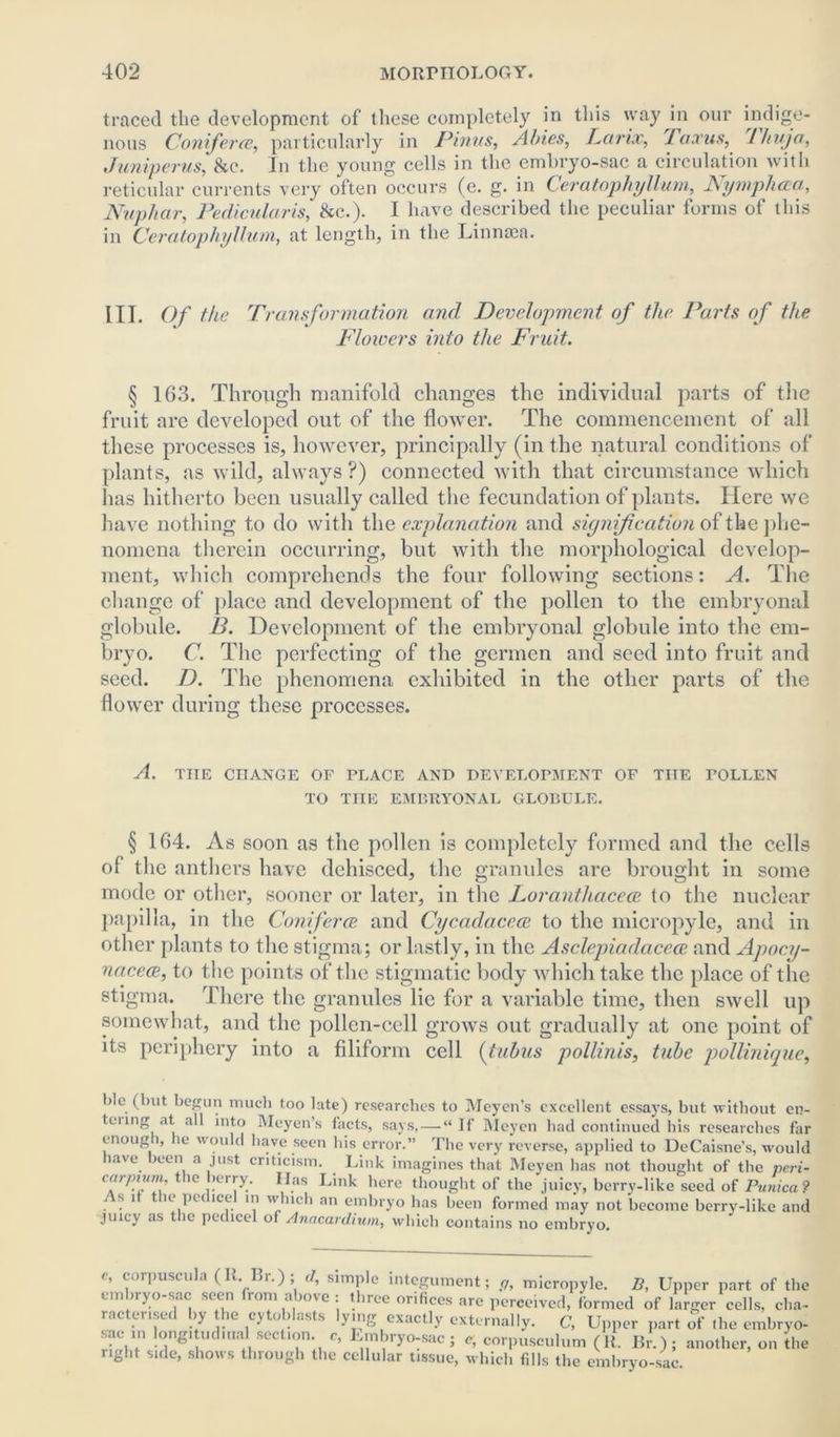 traced the development of these completely in this way in our indige- nous Conferee, particularly in Finns, Abies, Larix, Taxus, Ihujn, Juniperus, Sec. In the young cells in the embryo-sac a circulation with reticular currents very often occurs (e. g. in Ceratophyllum., Nymph era, Nuphar, Pedicularis, &c.). I have described the peculiar forms of this in Ceratophyllum, at length, in the Linnsea. III. Of the Transformation and Development of the Parts of the Floivers into the Fruit. § 163. Through manifold changes the individual parts of the fruit are developed out of the flower. The commencement of all these processes is, however, principally (in the natural conditions of plants, as wild, always?) connected with that circumstance which has hitherto been usually called the fecundation of plants. Here we have nothing to do with the explanation and signification of the phe- nomena therein occurring, but with the morphological develop- ment, which comprehends the four following sections: A. The change of place and development of the pollen to the embryonal globule. 13. Development of the embryonal globule into the em- bryo. C. The perfecting of the gennen and seed into fruit and seed. D. The phenomena exhibited in the other parts of the flower during these processes. A. THE CHANGE OF PLACE AND DEVELOPMENT OF TIIE TOLLEN TO TIIE EMBRYONAL GLOBULE. § 164. As soon as the pollen is completely formed and the cells of the anthers have dehisced, the granules are brought in some mode or other, sooner or later, in the Loranthacece to the nuclear papilla, in the Conferee and Cycaelaccce to the micropyle, and in other plants to the stigma; or lastly, in the Asclepiadacece and Apocy- nacece, to the points of the stigmatic body which take the place of the stigma. There the granules lie for a variable time, then swell up somewhat, and the pollen-cell grows out gradually at one point of its periphery into a filiform cell (tubus pollinis, tube pollinique, !>le (but begun much too late) researches to Meyen’s excellent essays, but without en- teung at all into Meyen’s facts, says, — “If Meyen had continued his researches far enoug , ie would have seen his error.” The very reverse, applied to DeCaisne’s, would have been a just criticism. Link imagines that Meyen has not thought of the peri- carpmm, the berry. Has Link here thought of the juicy, berry-like seed of Punica ? s i k pci ice in which an embryo has been formed may not become berry-like and juicy as the pedicel of Anacardium, which contains no embryo. e, corpuscula (li. Br.); d, simple integument; p, micropyle. B, Upper part of the embryo-sac seen from above : three orifices are perceived, formed of larger cells, cha- racterised by the cytohlasts lying exactly externally. C, Upper part of the embryo- sac in longitudinal section, c, Embryo-sac; c, corpusculum (R. Br.); another, on ‘the right side, shows through the cellular tissue, which fills the embryo-sac