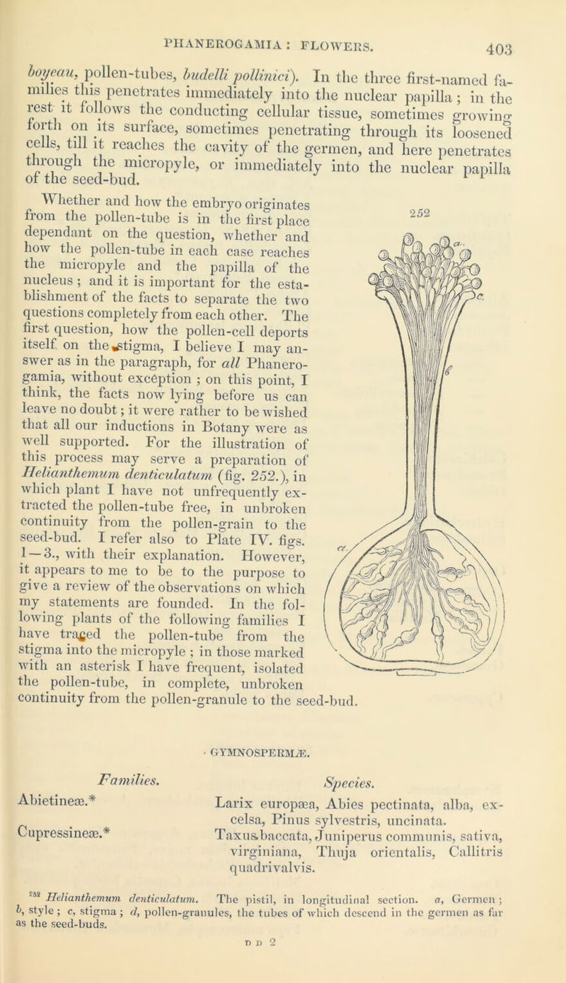 boyeau, pollen-tubes, budelli pollinici). In the three first-named fa- lmlies this penetrates immediately into the nuclear papilla; in the rest it follows the conducting cellular tissue, sometimes growing forth on its surface, sometimes penetrating through its loosened cells, till it reaches the cavity of the germen, and here penetrates through the micropyle, or immediately into the nuclear papilla of the seed-bud. Whether and how the embryo originates from the pollen-tnbe is in the first place dependant on the question, whether and how the pollen-tube in each case reaches the micropyle and the papilla of the nucleus ; and it is important for the esta- blishment of the facts to separate the two questions completely from each other. The first question, how the pollen-cell deports itself on the .stigma, I believe I may an- swer as in the paragraph, for all Phanero- garnia, without exception ; on this point, I think, the facts now lying before us can leave no doubt; it were rather to be wished that all our inductions in Botany were as well supported. For the illustration of this process may serve a preparation of Helianthemam denticulatum (fig. 252.), in which plant I have not nnfrequently ex- tracted the pollen-tube free, in unbroken continuity from the pollen-grain to the seed-bud. I refer also to Plate IV. figs. 1 — 3., with their explanation. However, it appears to me to be to the purpose to give a review of the observations on which my statements are founded. In the fol- lowing plants of the following families I have traced the pollen-tube from the stigma into the micropyle ; in those marked with an asterisk I have frequent, isolated the pollen-tube, in complete, unbroken continuity from the pollen-granule to the seed-bud 252 ■ GYMNOSPERM/E. Families. Abietinem.* Cupressinea?.* Species. Larix europaea, Abies pectinata, alba, ex- celsa, Pinus sylvestris, uncinata. TaxuSibaccata, Juniperus communis, sativa, virginiana, Thuja orientalis, Callitris quadrivalvis. 258 Helianthemum denticulatum. The pistil, in longitudinal section. a, Germen ; 5, style ; c, stigma ; d, pollen-granules, the tubes of which descend in the germen as far as the seed-buds.