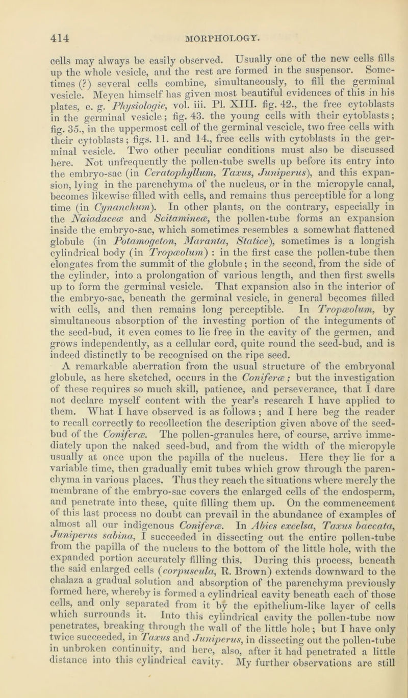 cells may always be easily observed. Usually one of the new cells fills up the whole vesicle, and the rest are formed in the suspensor. Some- times (?) several cells combine, simultaneously, to fill the germinal vesicle. Meyen himself has given most beautiful evidences of this in his plates, e. g. 'Physiologic, vol. iii. PL XIII. fig. 42., the free cytoblasts in the germinal vesicle; fig. 43. the young cells with their cytoblasts; fm. 35., in the uppermost cell of the germinal vescicle, two free cells with their cytoblasts; figs. 11. and 14., free cells with cytoblasts in the ger- minal vesicle. Two other peculiar conditions must also be discussed here. Not unfrequently the pollen-tube swells up before its entry into the embryo-sac (in Cer atop hy llum, Taxus, Juniperus), and this expan- sion, lying in the parenchyma, of the nucleus, or in the micropyle canal, becomes likewise* filled with cells, and remains thus perceptible for along time (in Cynanchum). In other plants, on the contrary, especially in the Naiadacece and Scitaminece, the pollen-tube forms an expansion inside the embryo-sac, which sometimes resembles a somewhat flattened globule (in Potamogeton, Maranta, Stcitice), sometimes is a longish cylindrical body (in Tropceolum) : in the first case the pollen-tube then elongates from the summit of the globule; in the second, from the side of the cylinder, into a prolongation of various length, and then first swells up to form the germinal vesicle. That expansion also in the interior of the embryo-sac, beneath the germinal vesicle, in general becomes filled with cells, and then remains long perceptible. In Tropceolum, by simultaneous absorption of the investing portion of the integuments of the seed-bud, it even comes to lie free in the cavity of the germen, and grows independently, as a cellular cord, quite round the seed-bud, and is indeed distinctly to be recognised on the ripe seed. A remarkable aberration from the usual structure of the embryonal globule, as here sketched, occurs in the Coniferce ; but the investigation of these requires so much skill, patience, and perseverance, that I dare not declare myself content with the year’s research I have applied to them. What I have observed is as follows ; and I here beg the reader to recall correctly to recollection the description given above of the seed- bud of the Coniferce. The pollen-granules here, of course, arrive imme- diately upon the naked seed-bud, and from the width of the micropyle usually at once upon the papilla of the nucleus. Here they lie for a variable time, then gradually emit tubes which grow through the paren- chyma in various places. Thus they reach the situations where merely the membrane of the embryo-sac covers the enlarged cells of the endosperm, and penetrate into these, quite filling them up. On the commencement ot this last process no doubt can prevail in the abundance of examples of almost all our indigenous Coniferce. In Abies excelsa, Taxus baccata, Juniperus sabina, I succeeded in dissecting out the entire pollen-tube from the papilla of the nucleus to the bottom of the little hole, with the expanded portion accurately filling this. During this process, beneath the said enlarged cells (eorpuseula, R. Brown) extends downward to the chalaza a gradual solution and absorption of the parenchyma previously formed here, whereby is formed a cylindrical cavity beneath each of those cells, and only separated from it by the epithelium-like layer of cells which surrounds it. Into this cylindrical cavity the pollen-tube now penetrates, breaking through the wall of the little hole; but I have only twice succeeded, in Taxus and Juniperus, in dissecting out the pollen-tube in unbroken continuity, and here, also, after it had penetrated a little distance into this cylindrical cavity. My further observations are still