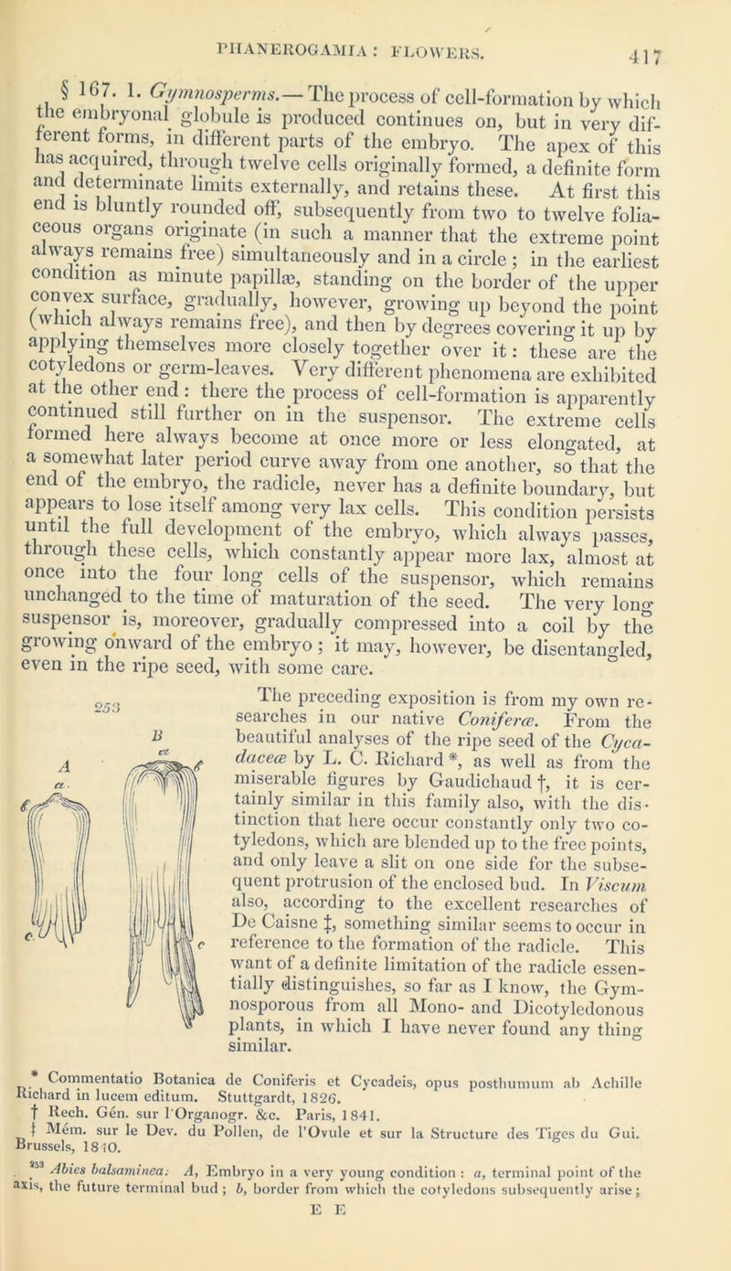 § 16 7. 1. Gymnosperms.— The process of cell-formation by which the embryonal globule is produced continues on, but in very dif- ferent forms, in different parts of the embryo. The apex of this has acquired, through twelve cells originally formed, a definite form and determinate limits externally, and retains these. At first this end is bluntly rounded off, subsequently from two to twelve folia- ceous organs originate (in such a manner that the extreme point always remains free) simultaneously and in a circle ; in the earliest condition as minute papillae, standing on the border of the upper convex surface, gradually, however, growing up beyond the point (w lien always remains free), and then by degrees covering it up by applynig themselves more closely together over it: these are the cotyledons or germ-leaves. Very different phenomena are exhibited at the other end : there the process of cell-formation is apparently continued still further on in the suspensor. The extreme cells formed here always become at once more or less elongated, at a somewhat later period curve away from one another, so that the end of the embryo, the radicle, never has a definite boundary, but appears to lose itself among very lax cells. This condition persists until the full development of the embryo, which always passes, through these cells, which constantly appear more lax, almost at once into the four long cells of the suspensor, which remains unchanged to the time of maturation of the seed. The very loim suspensor is, moreover, gradually compressed into a coil by the growing onward of the embryo ; it may, however, be disentangled, even in the ripe seed, with some care. The preceding exposition is from my own re- seaiches in our native Conifercs. From the beautiful analyses of the ripe seed of the Cyca- dacecR by L. C. Richard *, as well as from the miserable figures by Gaudichaud f, it is cer- tainly similar in this family also, with the dis- tinction that here occur constantly only two co- tyledons, which are blended up to the free points, and only leave a slit on one side for the subse- quent protrusion of the enclosed bud. In Viscum also, according to the excellent researches of De Caisne something similar seems to occur in reference to the formation of the radicle. This want of a definite limitation of the radicle essen- tially distinguishes, so far as I know, the Gym- nosporous from all Mono- and Dicotyledonous plants, in which I have never found any thing similar. Commentatio Botanica de Coniferis et Cycadeis, opus postliumum ab Achille Richard in lucem editum. Stuttgardt, 1826. f llech. Gen. sur lOrganogr. &c. Paris, 1841. 1 Mem. sur Ie Dev. du Pollen, de l’Ovule et sur la Structure des Tiges du Gui. Brussels, 1810. 853 Abies balsaminea: A, Embryo in a very young condition : a, terminal point of the axis, the future terminal bud; b, border from which the cotyledons subsequently arise; E E 253 B el