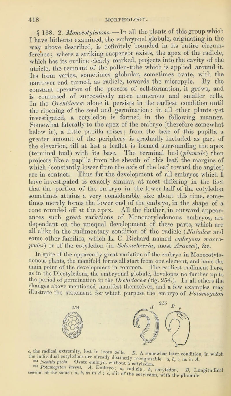 § 168. 2. Monocotyledons. — In all the plants of this group which I have hitherto examined, the embryonal globule, originating in the way above described, is definitely bounded in its entire circum- ference ; where a striking suspensor exists, the apex of the radicle, which has its outline clearly marked, projects into the cavity of the utricle, the remnant of the pollen-tube which is applied around it. Its form varies, sometimes globular, sometimes ovate, with the narrower end turned, as radicle, towards the micropyle. By the constant operation of the process of cell-formation, it grows, and is composed of successively more numerous and smaller cells. In the Orclddacece alone it persists in the earliest condition until the ripening of the seed and germination ; in all other plants -yet investigated, a cotyledon is formed in the following manner. Somewhat laterally to the apex of the embryo (therefore somewhat below it), a little papilla arises; from the base of this papilla a greater amount of the periphery is gradually included as part of the elevation, till at last a leaflet is formed surrounding the apex (terminal bud) with its base. The terminal bud (plumule) then projects like a papilla from the sheath of this leaf, the margins of which (constantly lower from the axis of the leaf toward the angles) are in contact. Thus far the development of all embryos which I have investigated is exactly similar, at most differing in the fact that the portion of the embryo in the lower half of the cotyledon sometimes attains a very considerable size about this time, some- times merely forms the lower end of the embryo, in the shape of a cone rounded off at the apex. All the further, in outward appear- ances such great variations of Monocotylcdonous embryos, are dependant on the unequal development of these parts, which are all alike in the rudimentary condition of the radicle (Naiadece and some other families, which L. C. Richard named embryons macro- podes) or of the cotyledon (in Scheuchzeria, most Aracece), &c. In spite of the apparently great variation of the embryo in Monocotyle- donous plants, the manifold forms all start from one element, and have the main point of the development in common. The earliest rudiment here, as in the Dicotyledons, the embryonal globule, developes no further up to the period of germination in the Orclddacece (fig. 254.). In all others the changes above mentioned manifest themselves, and a few examples may illustrate the statement, for which purpose the embryo of Potcimogeton 254 c the radical extremity, lost in loose cells. B, A somewhat later condition, in whic the mdmdual cotyledons are already distinctly recognisable : a, I,, c, as in A. heottia picta. Ovate embryo, without a cotyledon “jwmnptf®. facens A, Embryo: o, radicle; 6,'cotyledon. B, Longitudin, section of the same : a, b, as in A ; c, slit of the cotyledon, with the plumule.